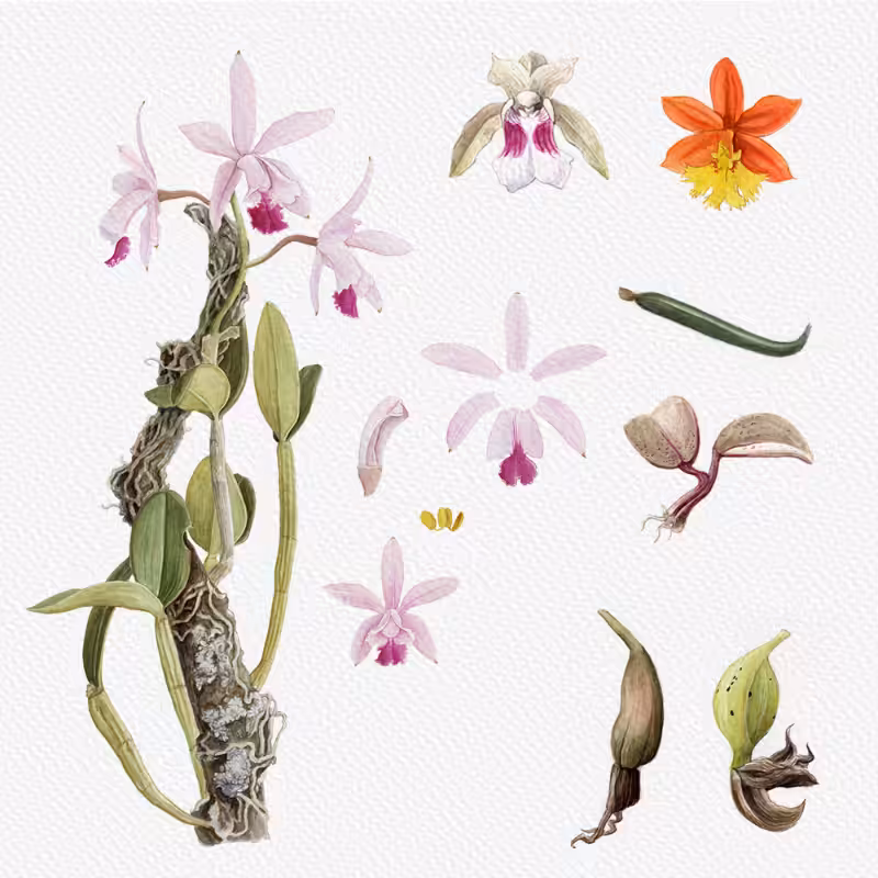 Botanical Illustration - Orchids 1 #30