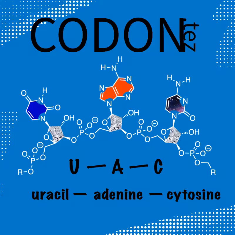 Codon Minter #27