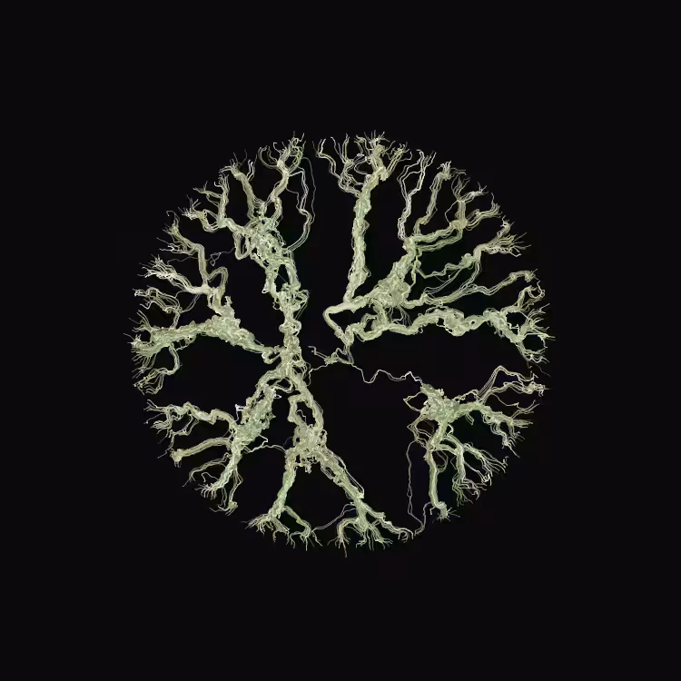 Ginseng #59