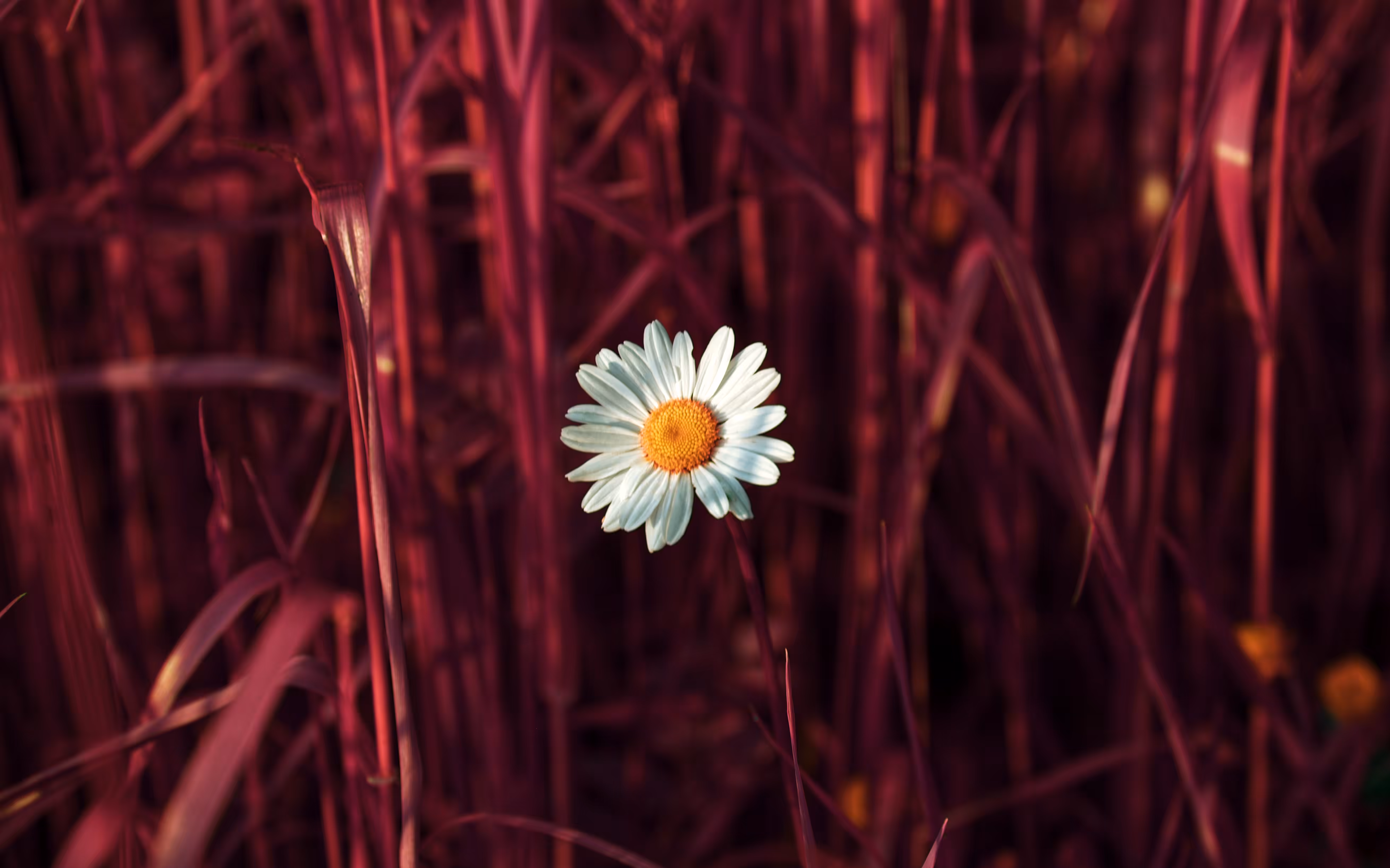 Daisy