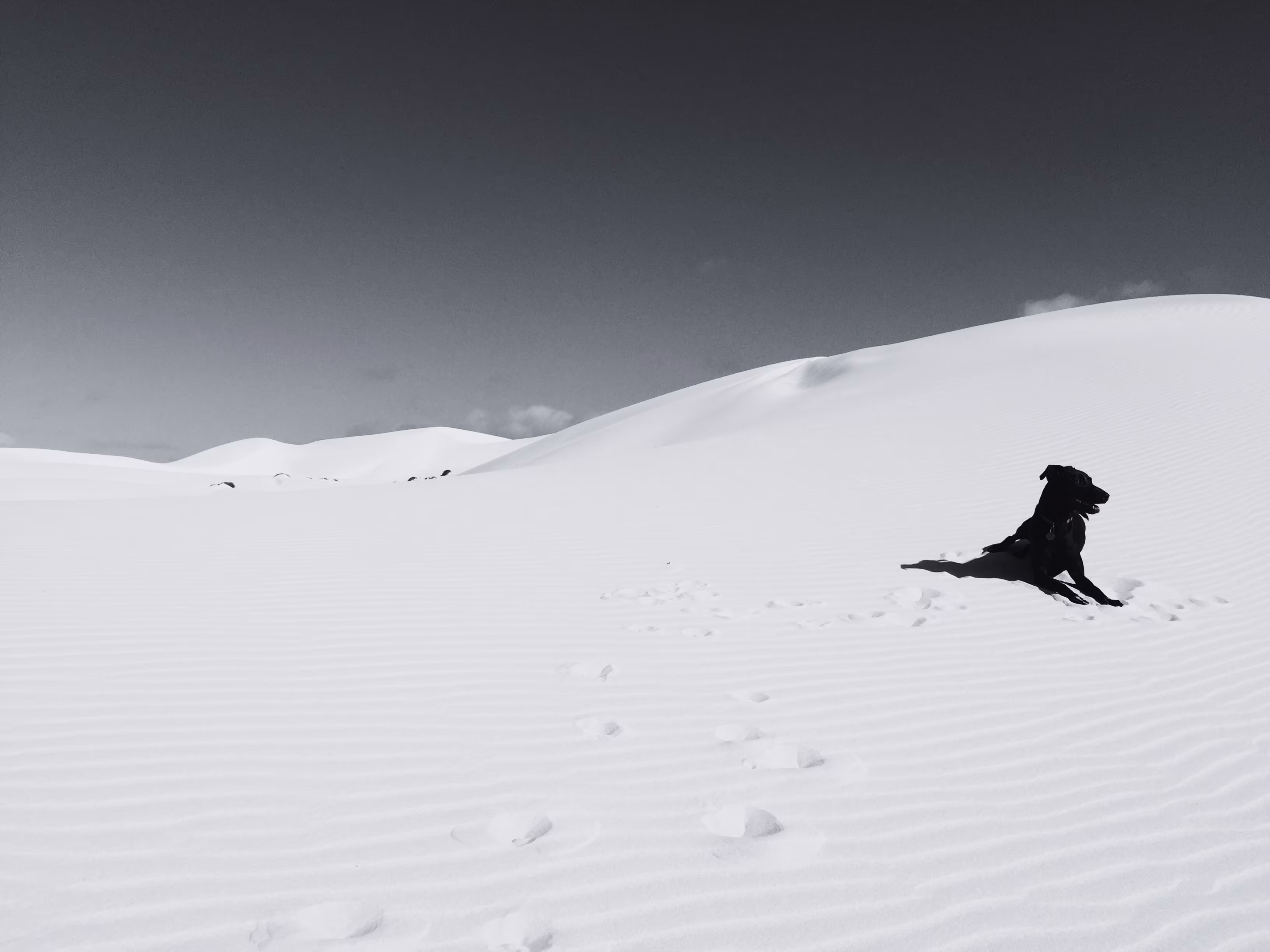 10. Dune Dog