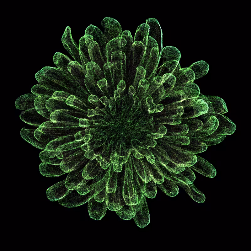 Chrysanthemum Morifolium 30 #58