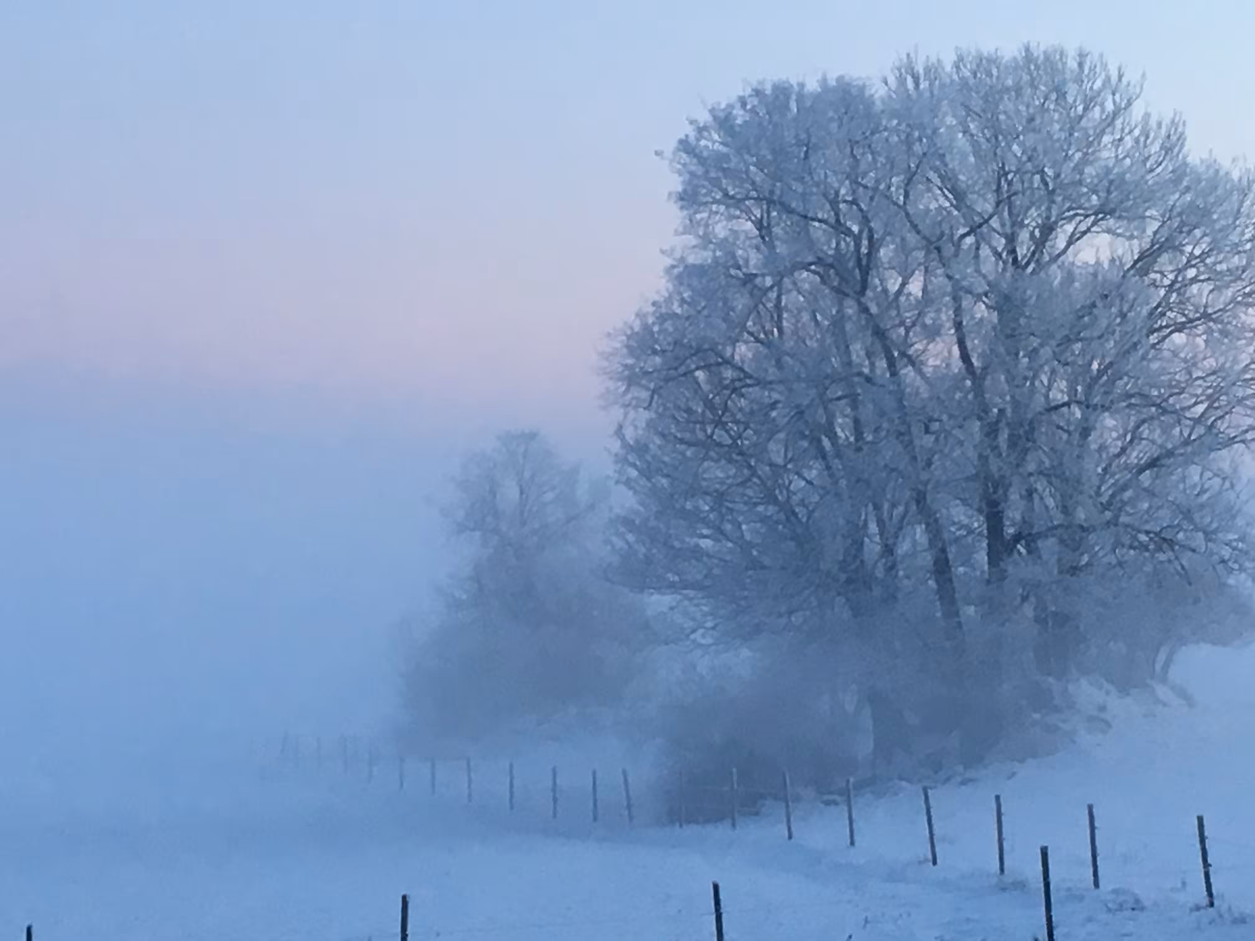 Winters beauty 