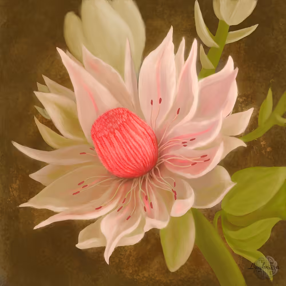 White Protea
