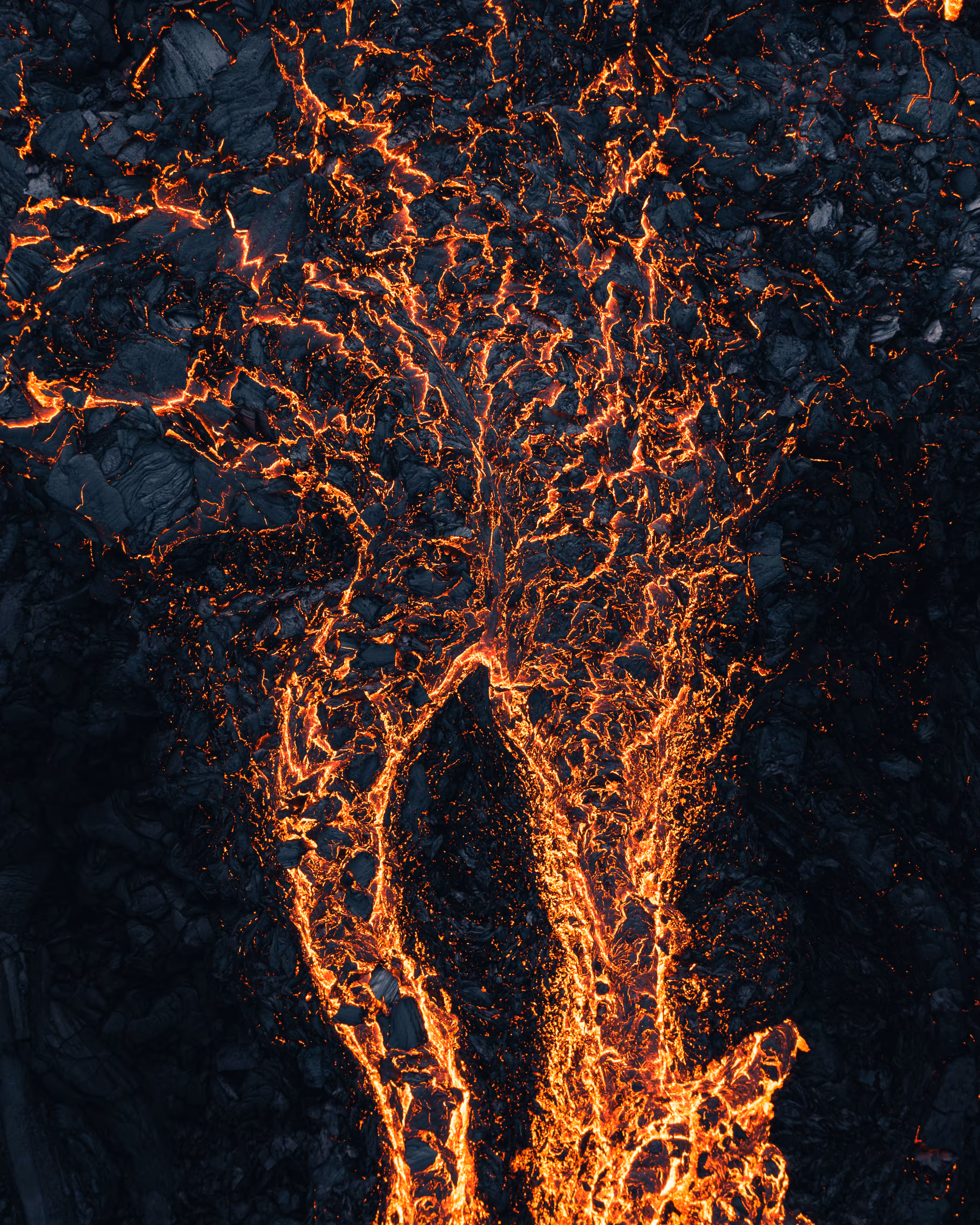 A Tree Is Born