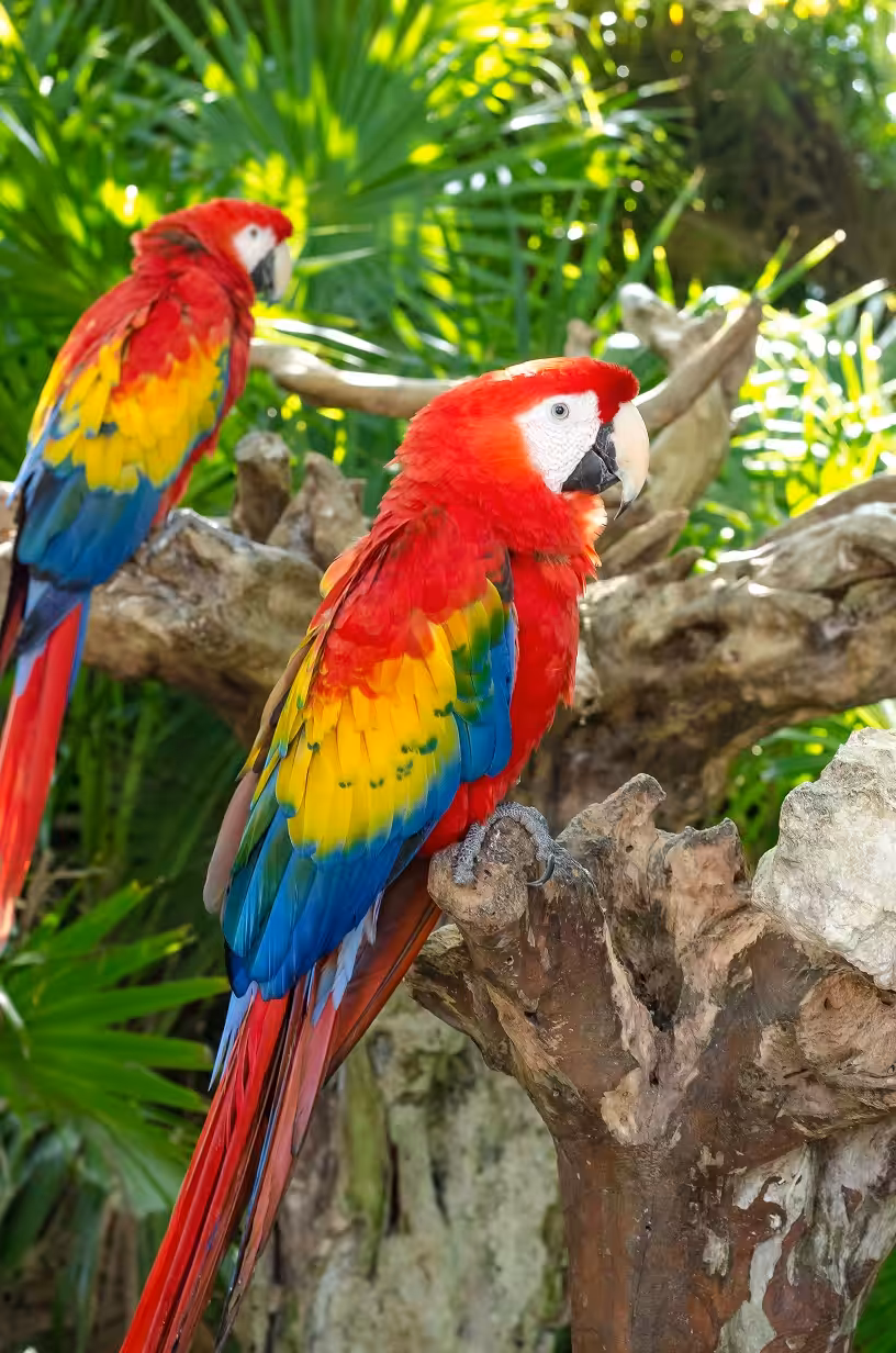 Parrots