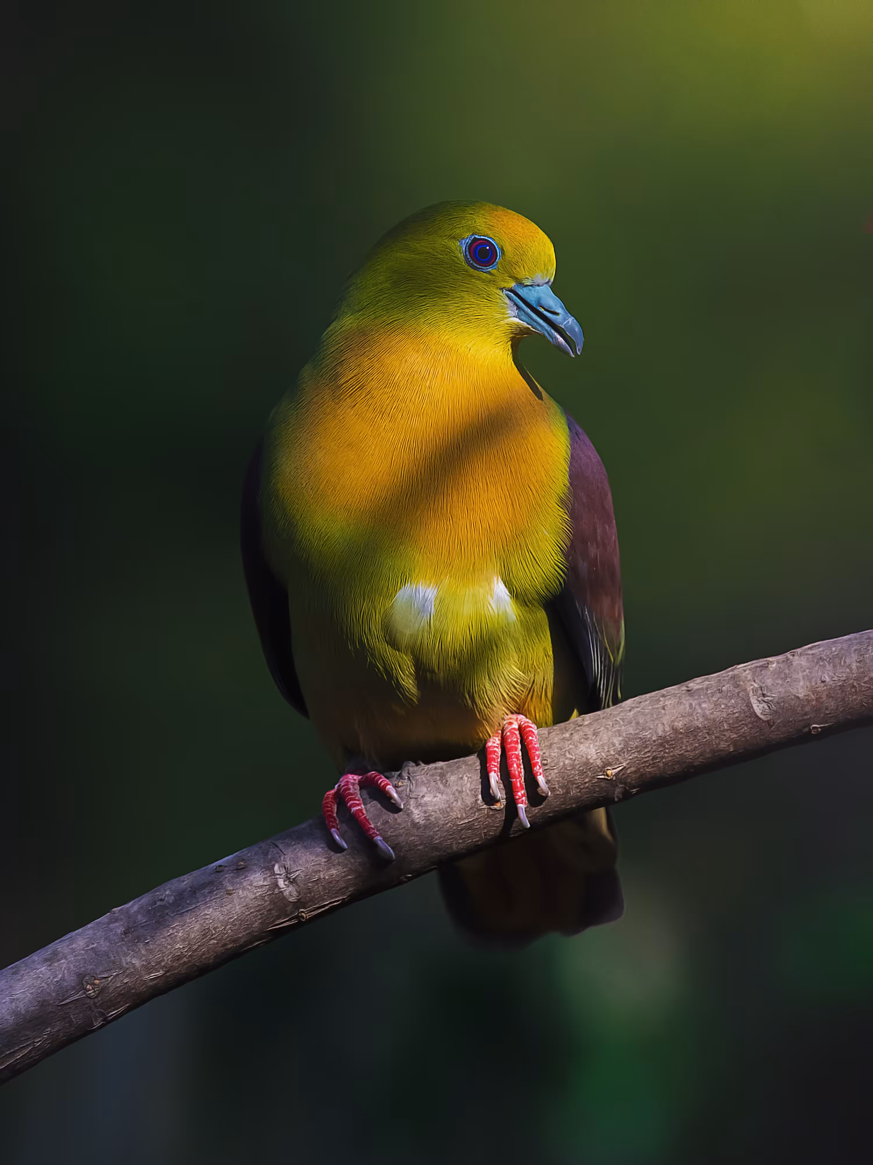 Wedge Tailed Green Pigeon