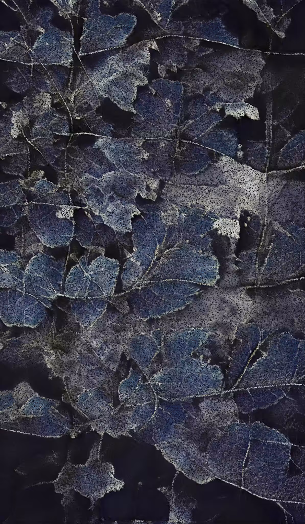 APPARATUS-VITIS: Apparatus Vitis #47