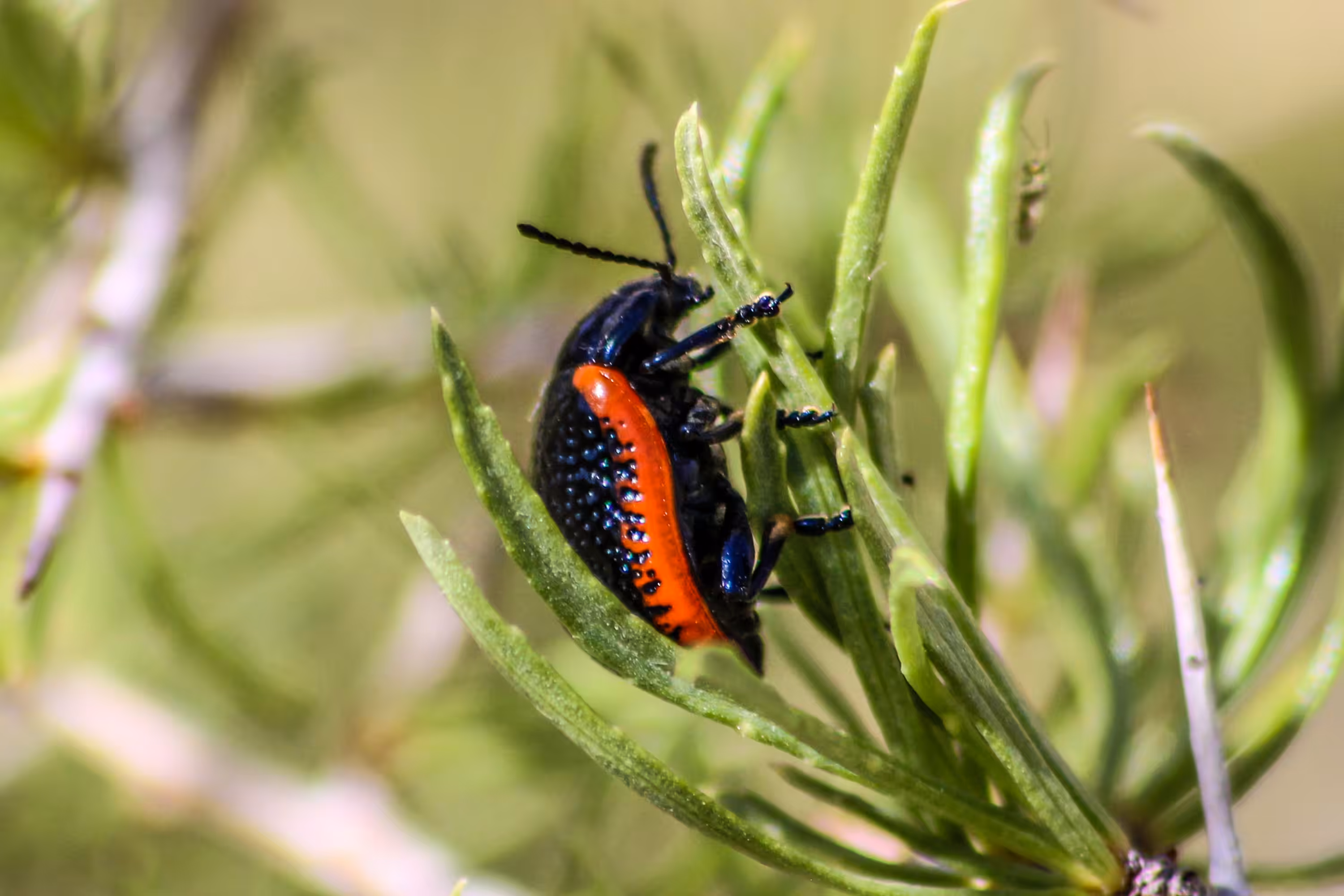 Chrysolina Kuesteri