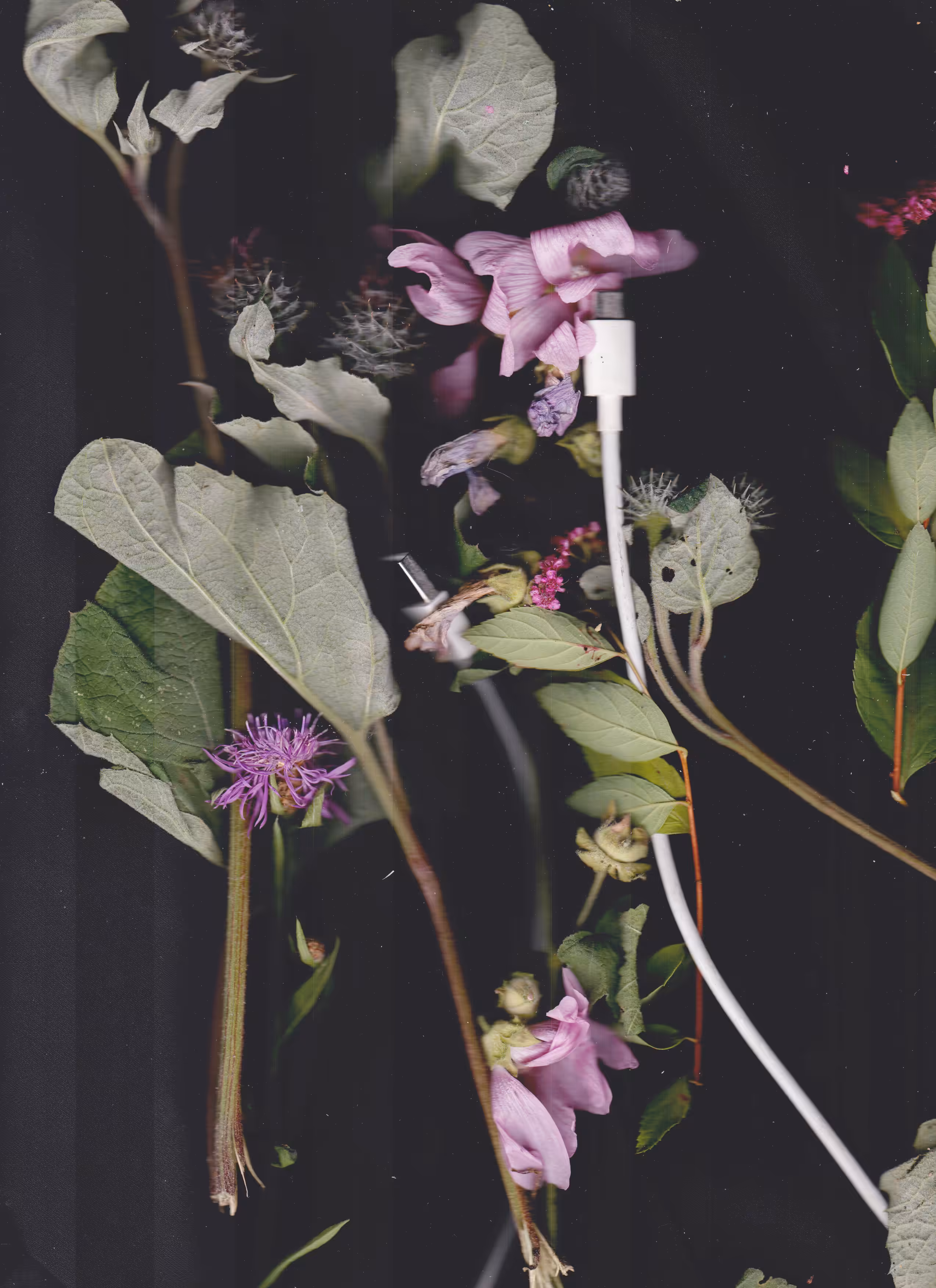 Scanography poster: Resource of nature