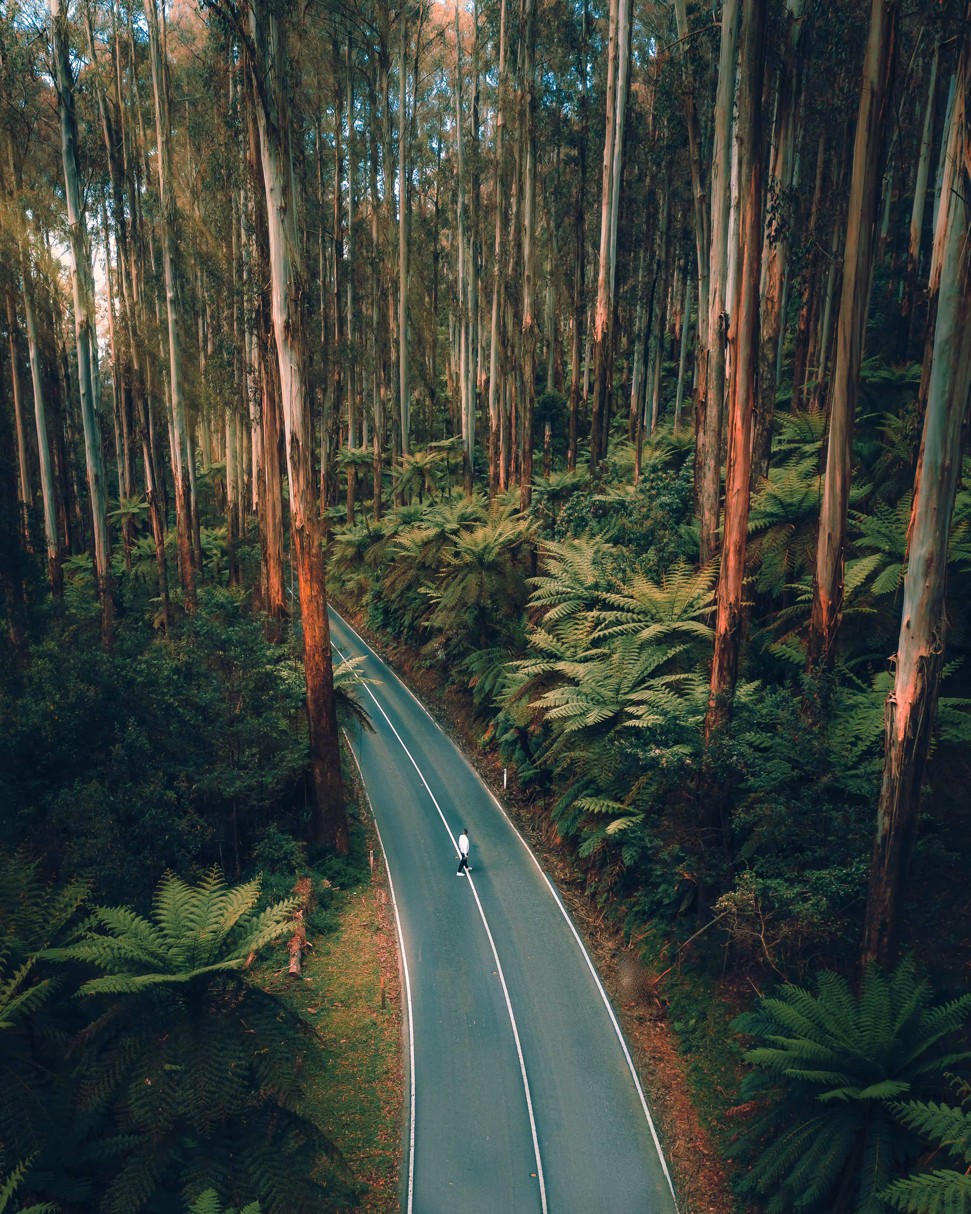 LOST & FOUND - Vol. II. Black Spur
