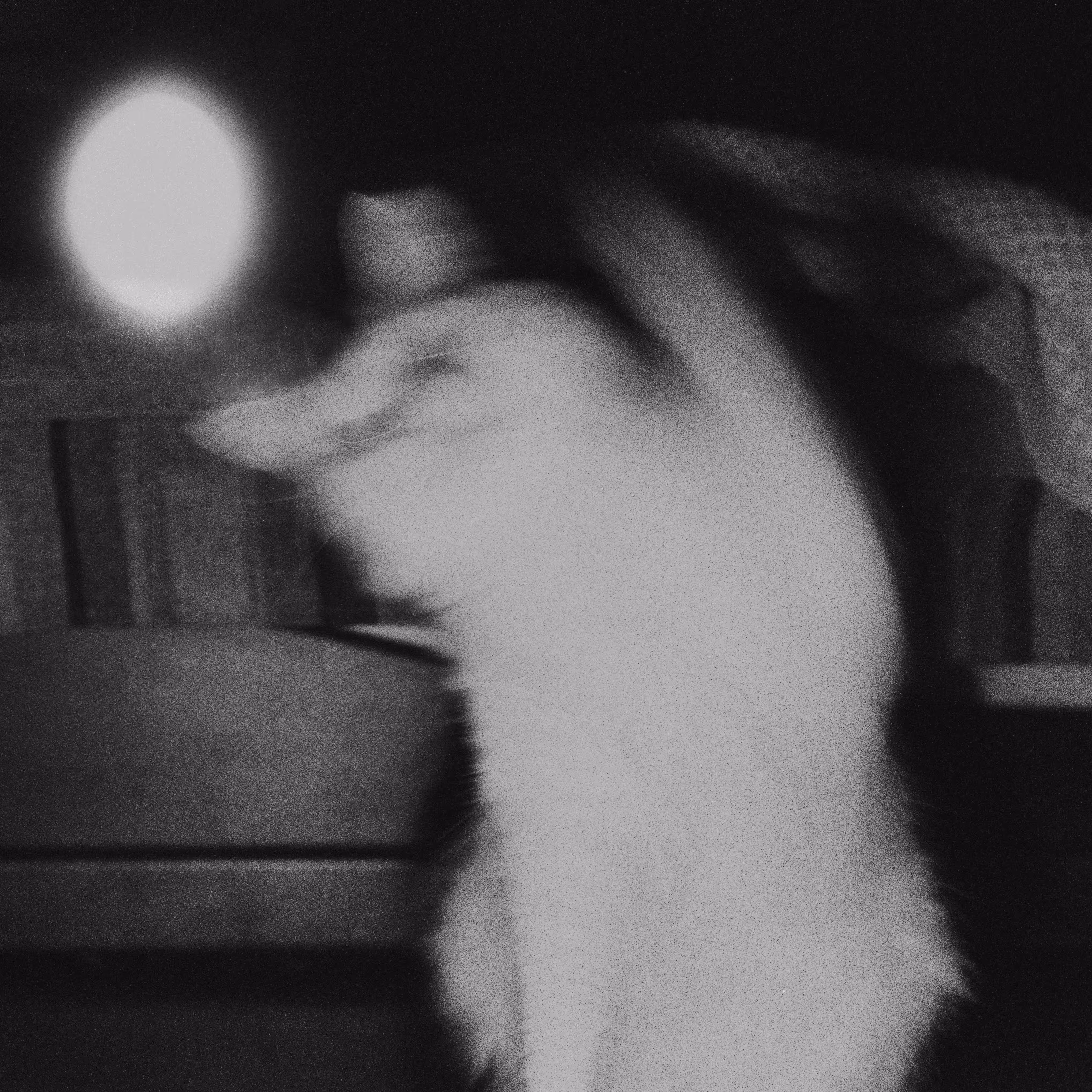 moon catcher