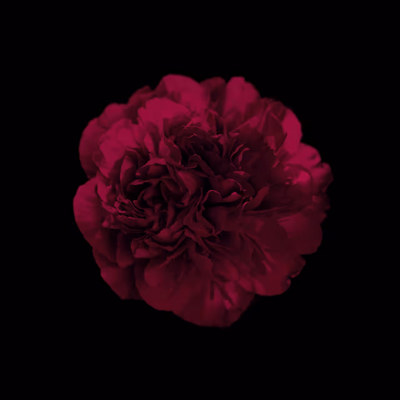 Portrait of Paeonia