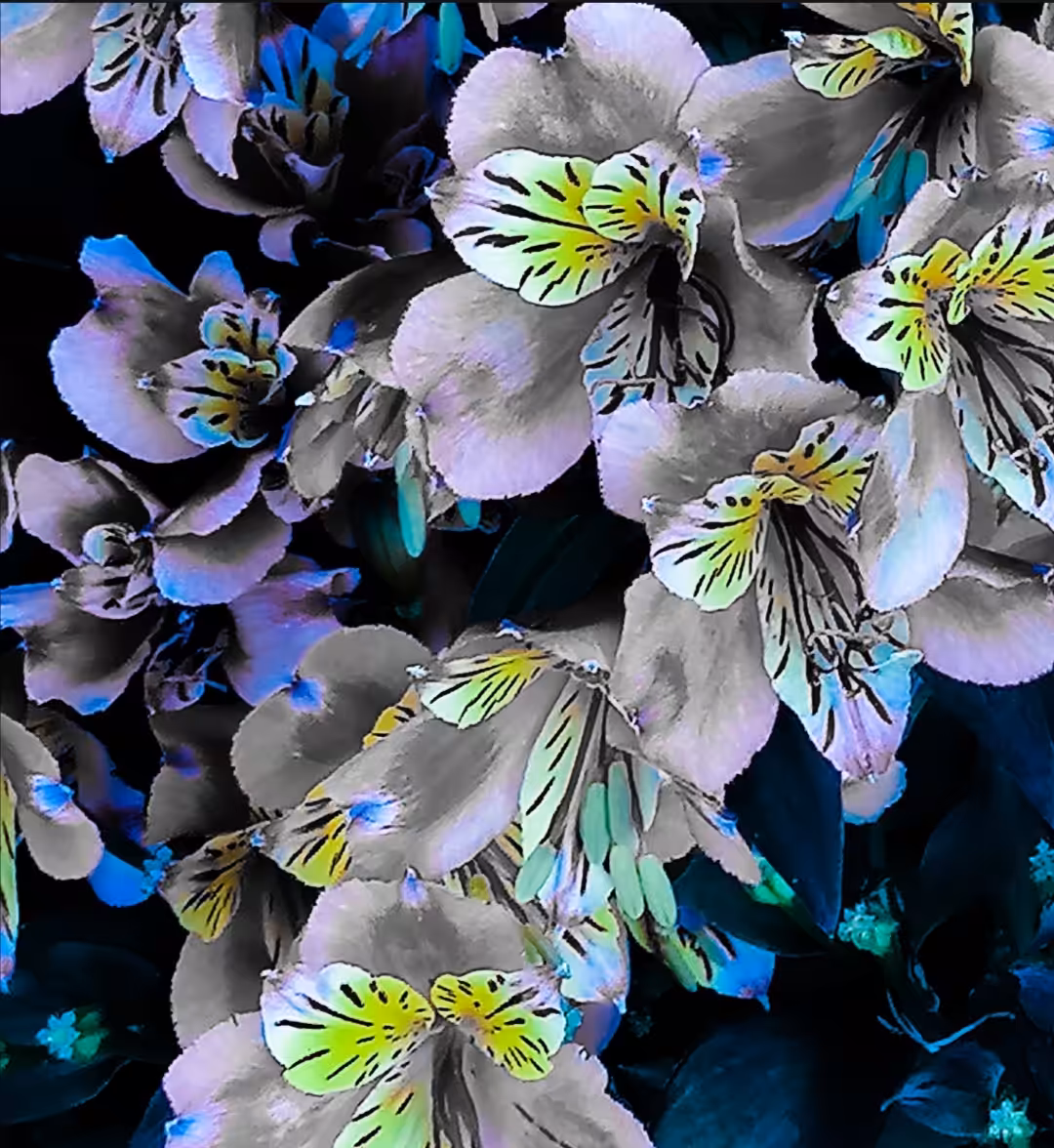 Blue § green flower 