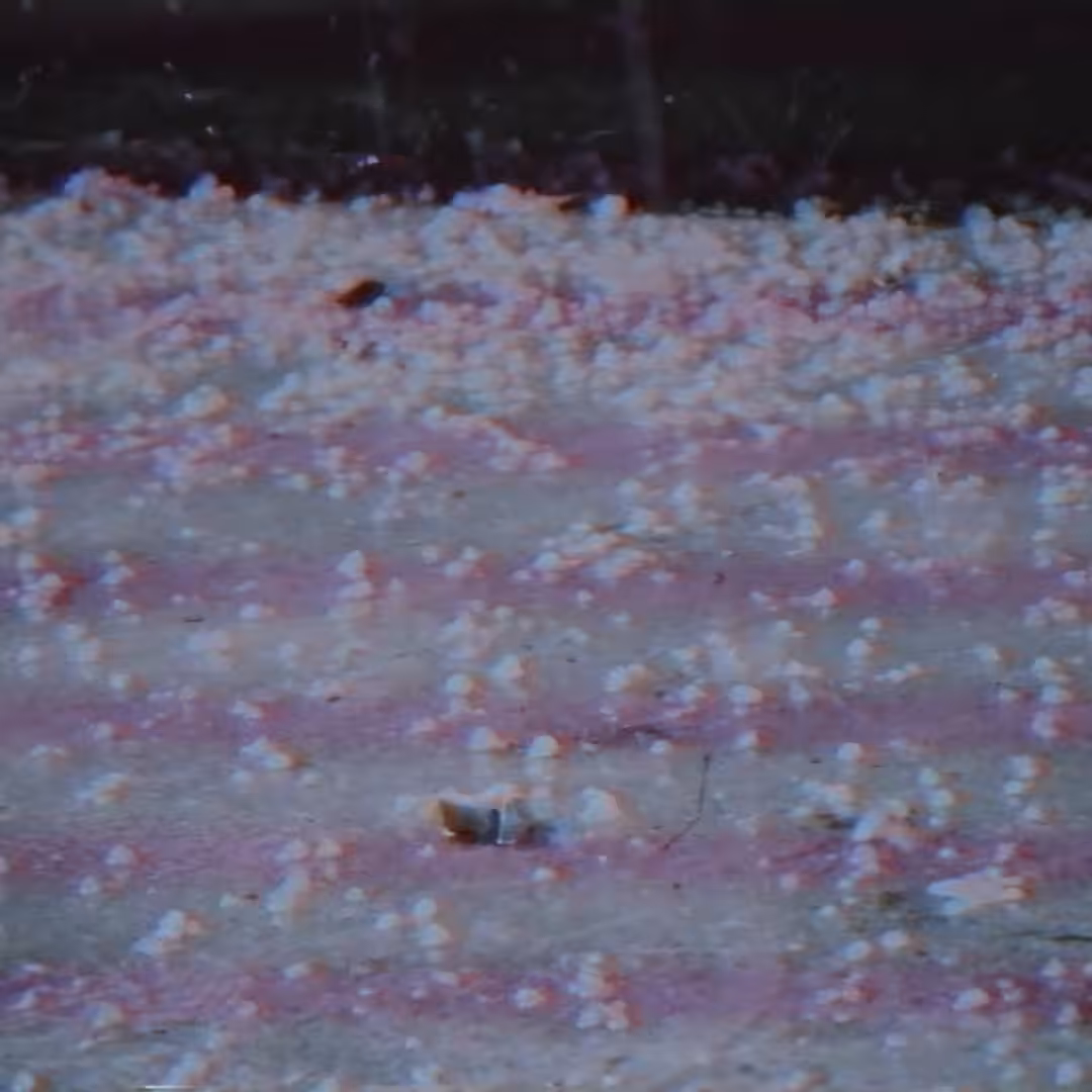 WHITE NOISE 