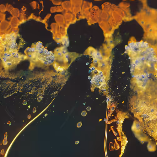 Molecular Atlas #21