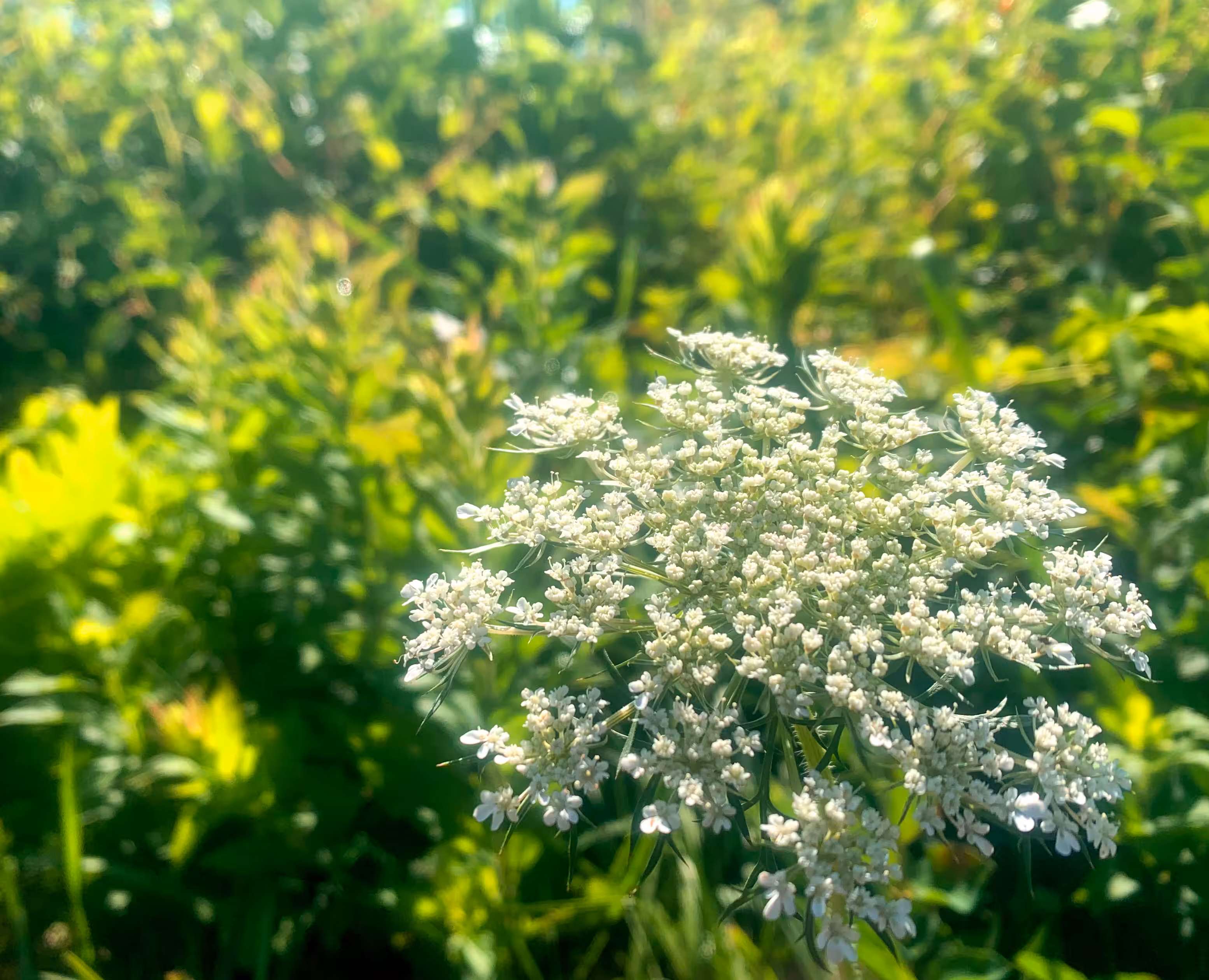 Queen Anne's Lace