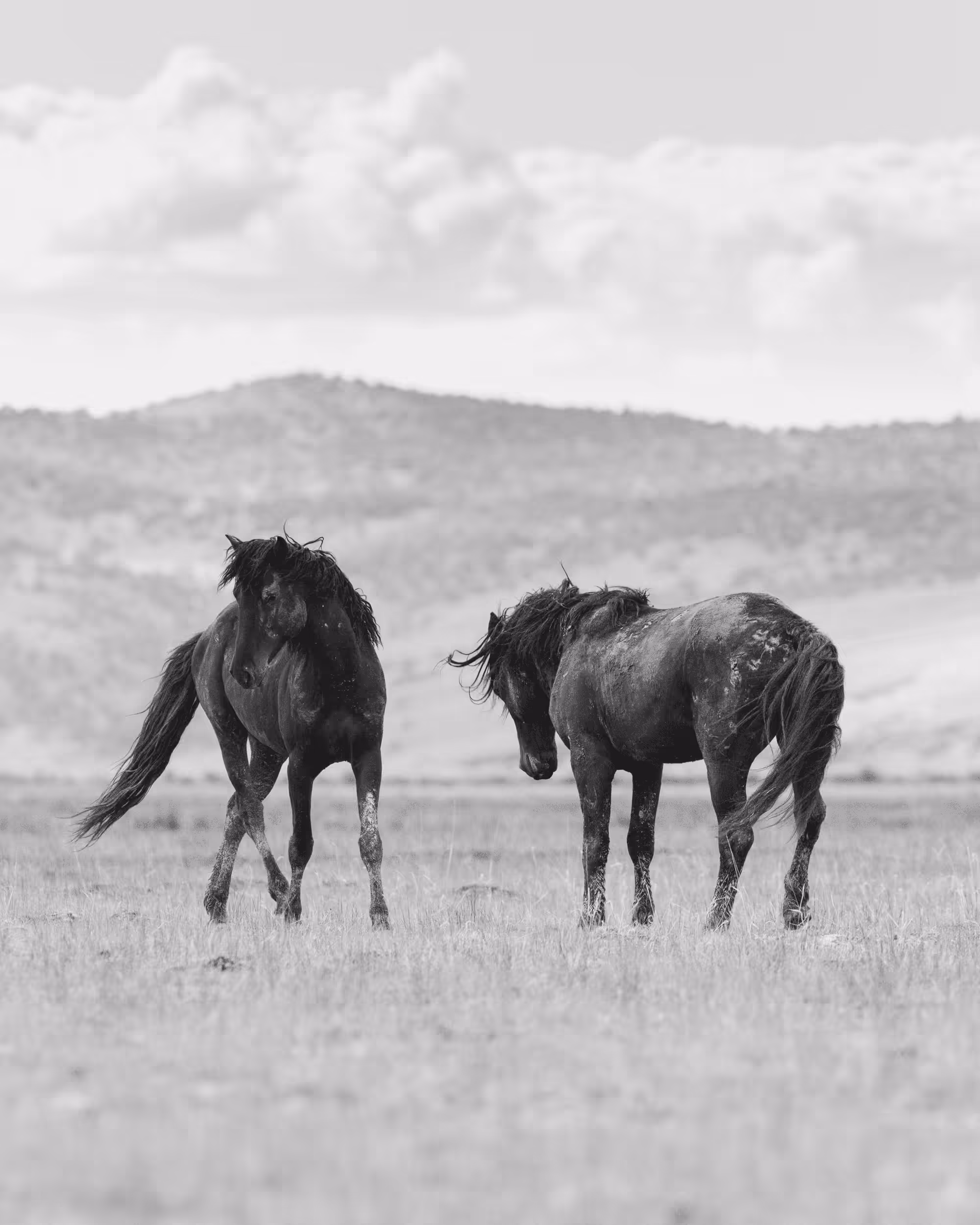 Wild Mustangs: Conversations