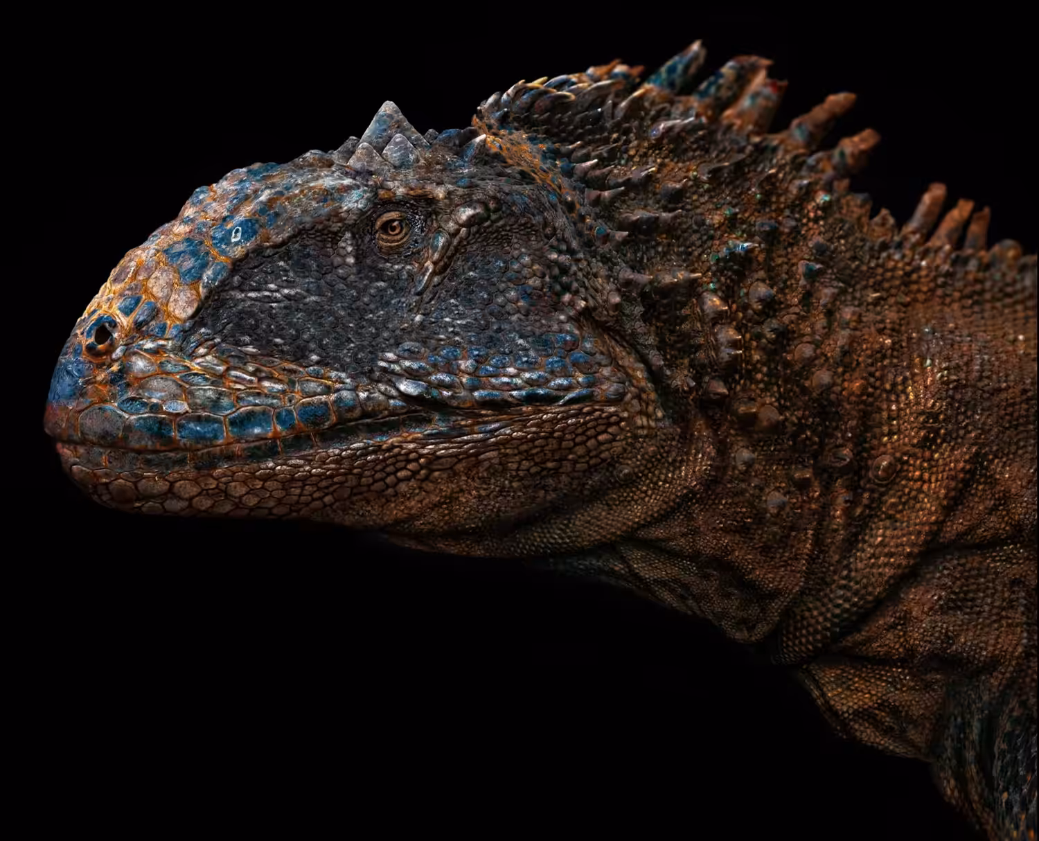 Majungasaurs