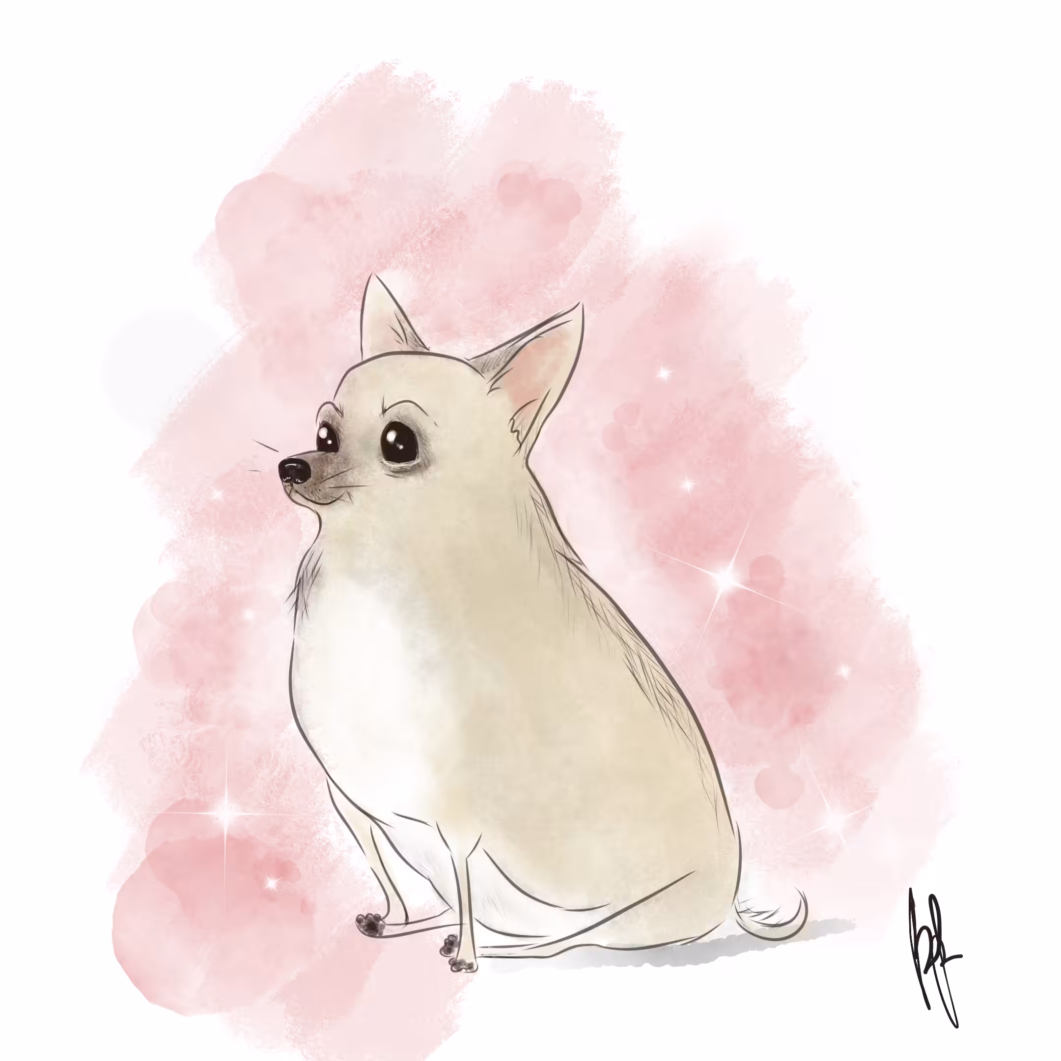 Sweet chihuahua
