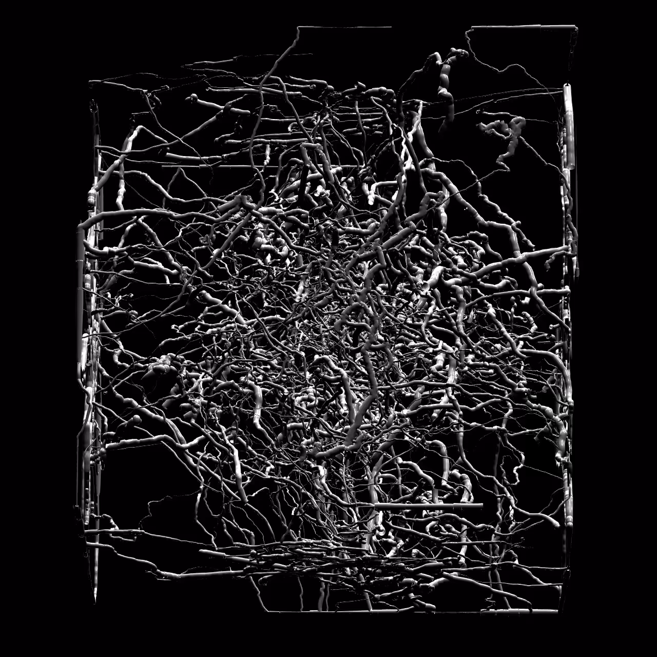 Rhizome