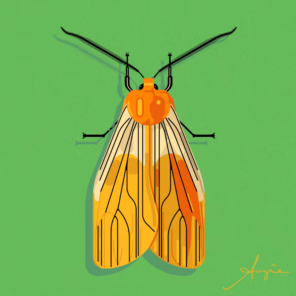 Moth