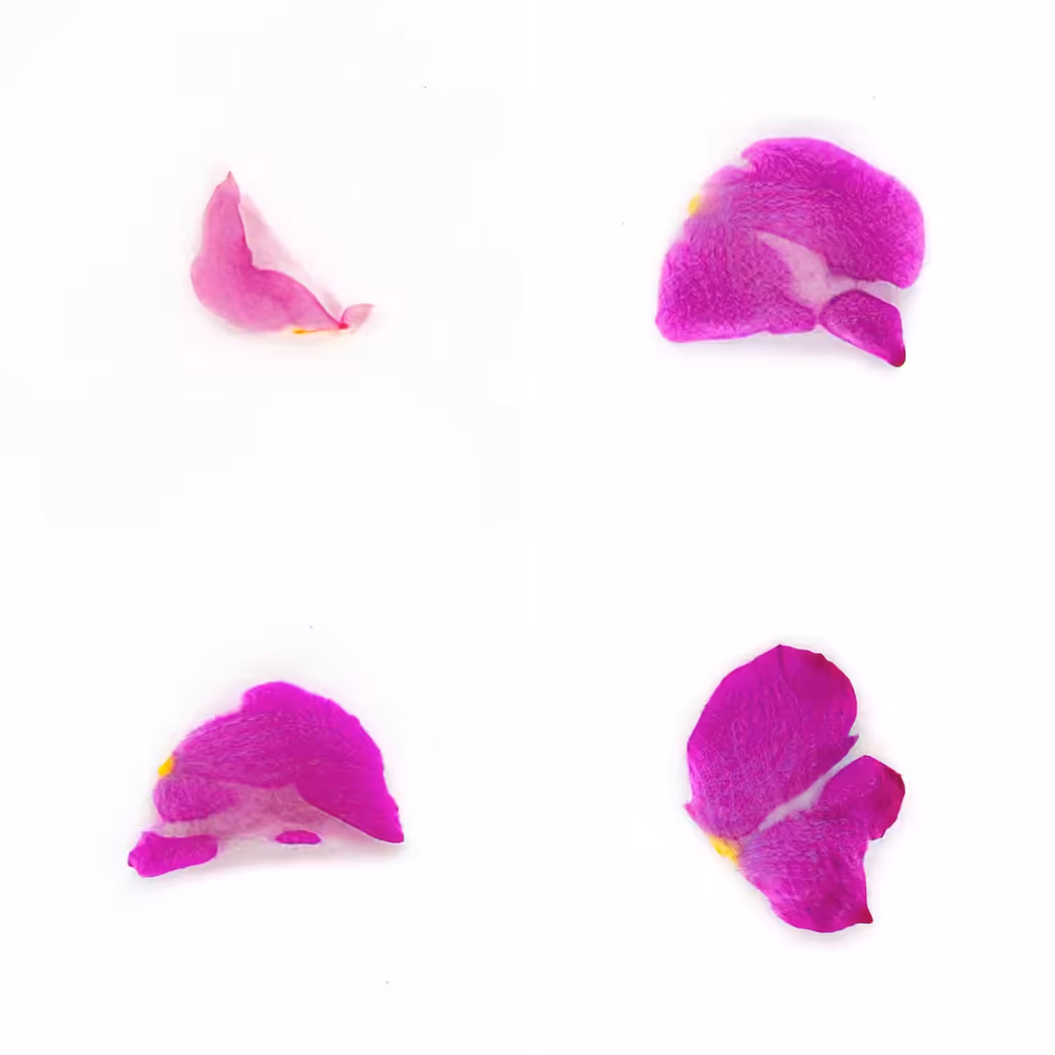 Infinite Petals 2x2#3838