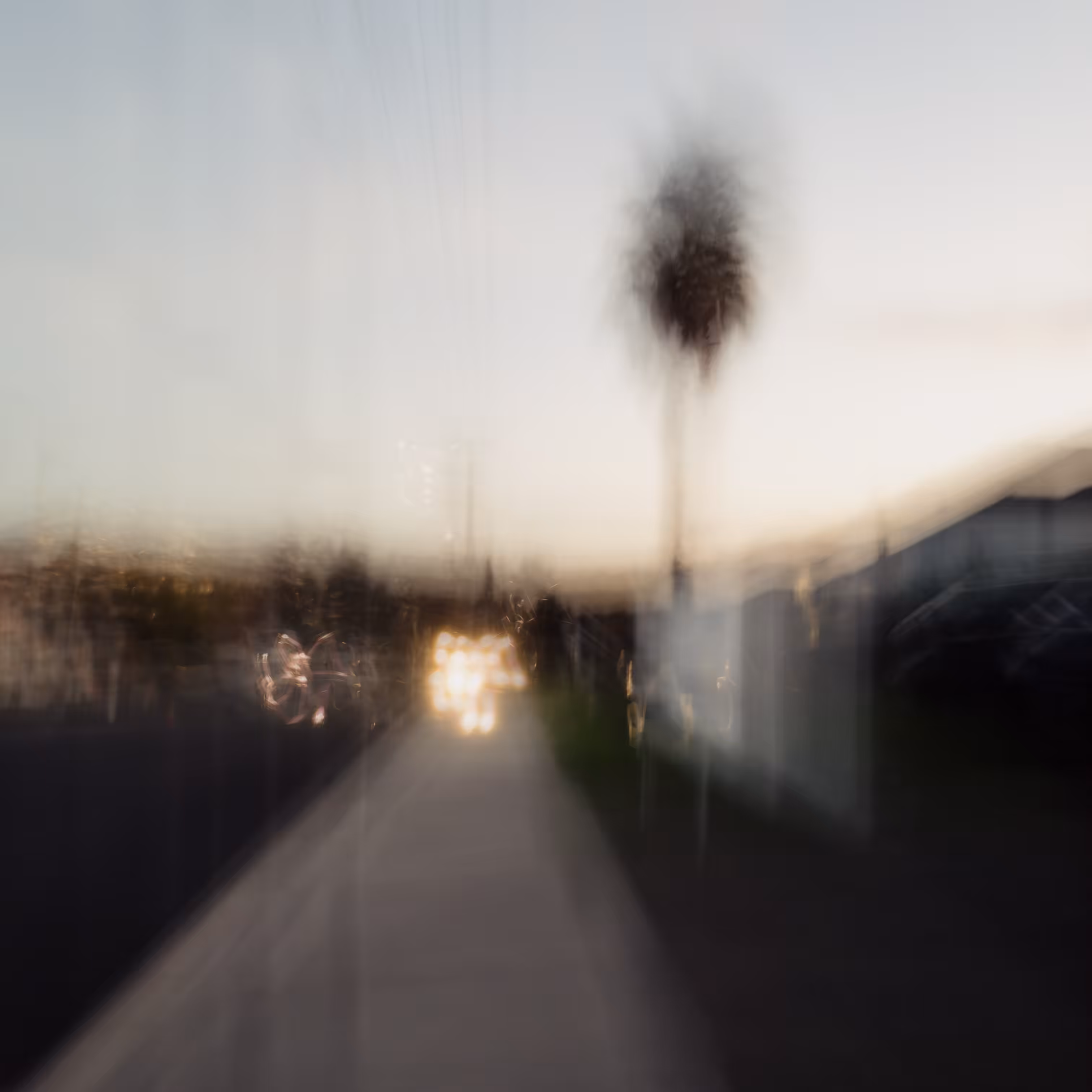 Palm Twilight