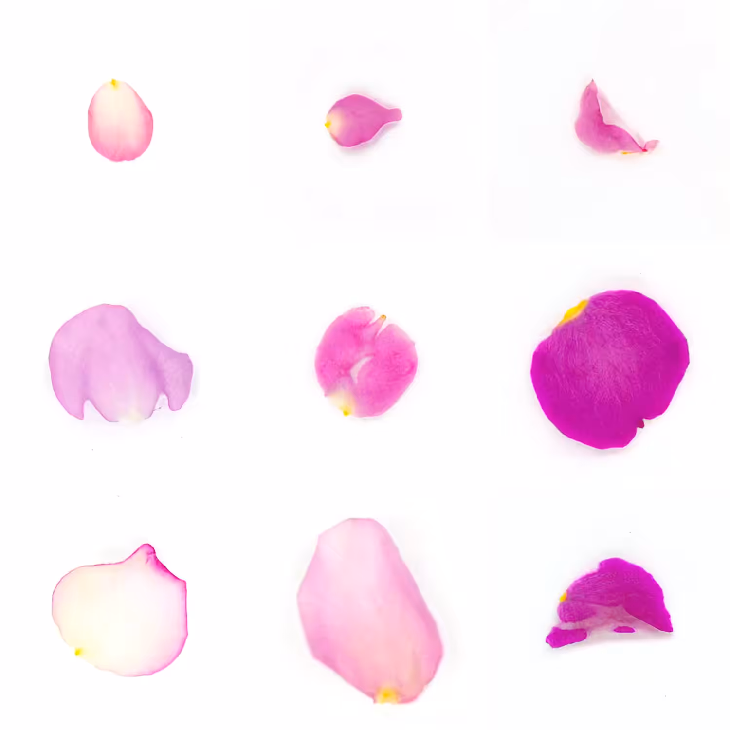 Infinite Petals 3x3#3129