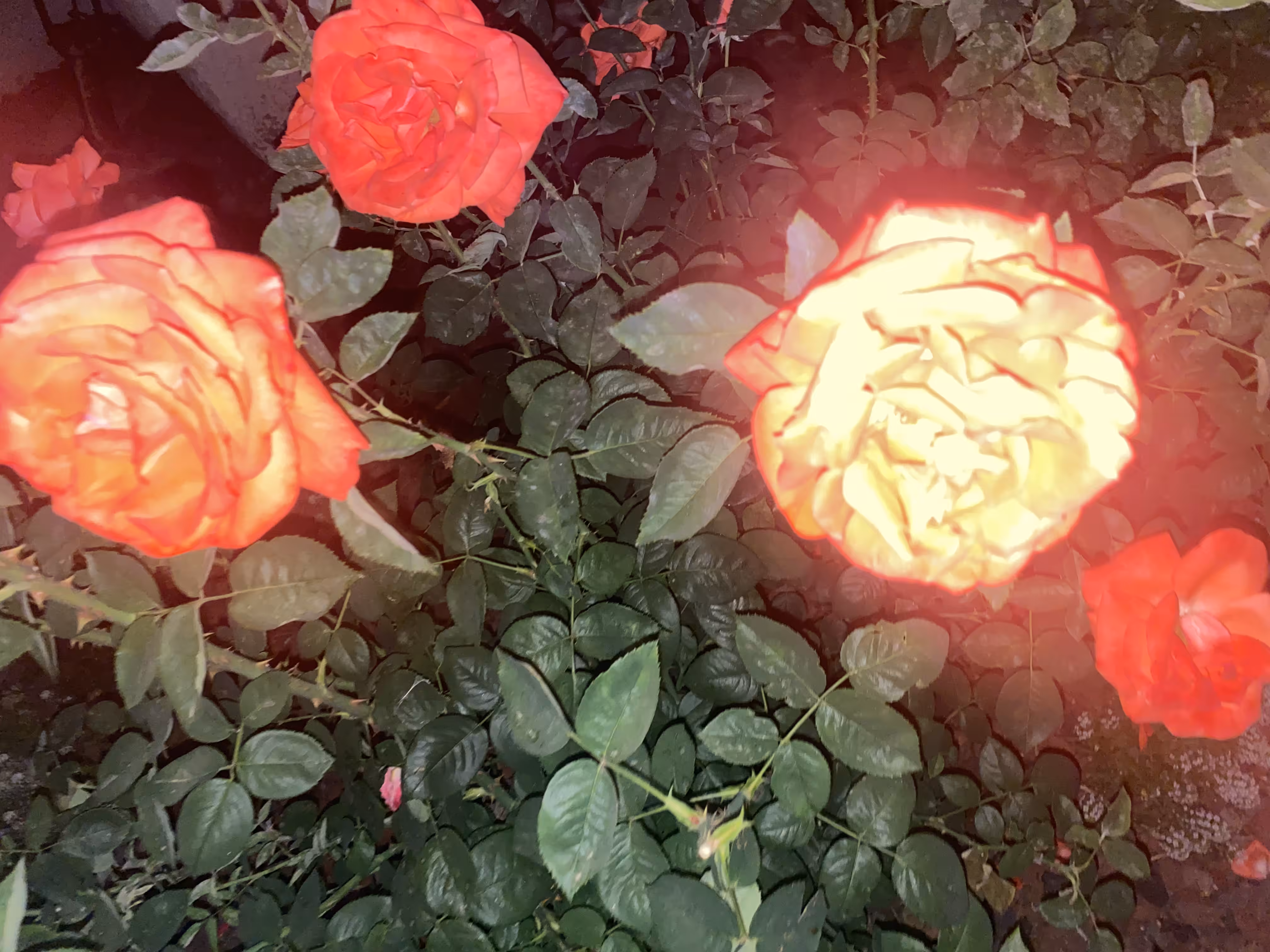 Aurora Rosarium