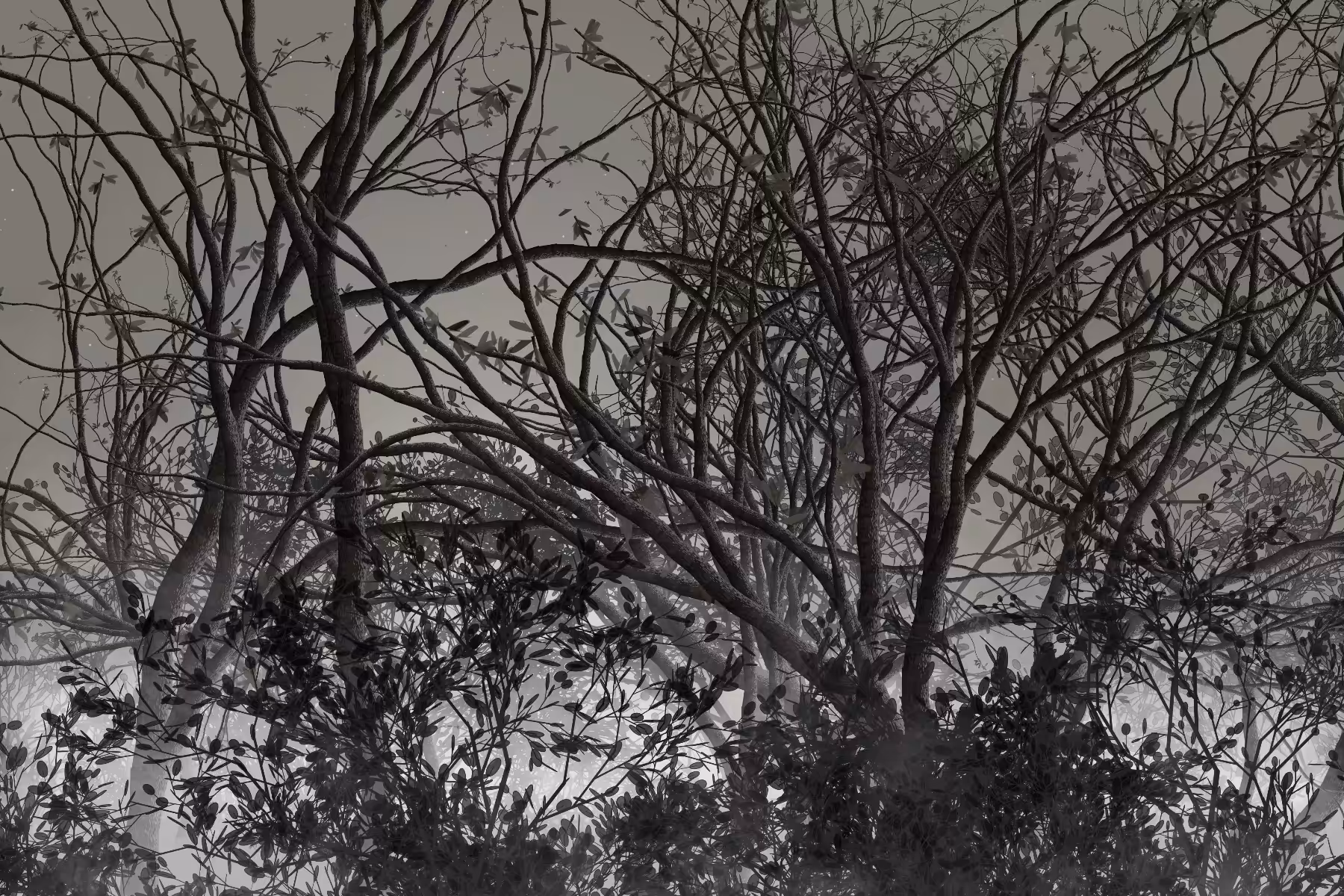 Morning Mist #128