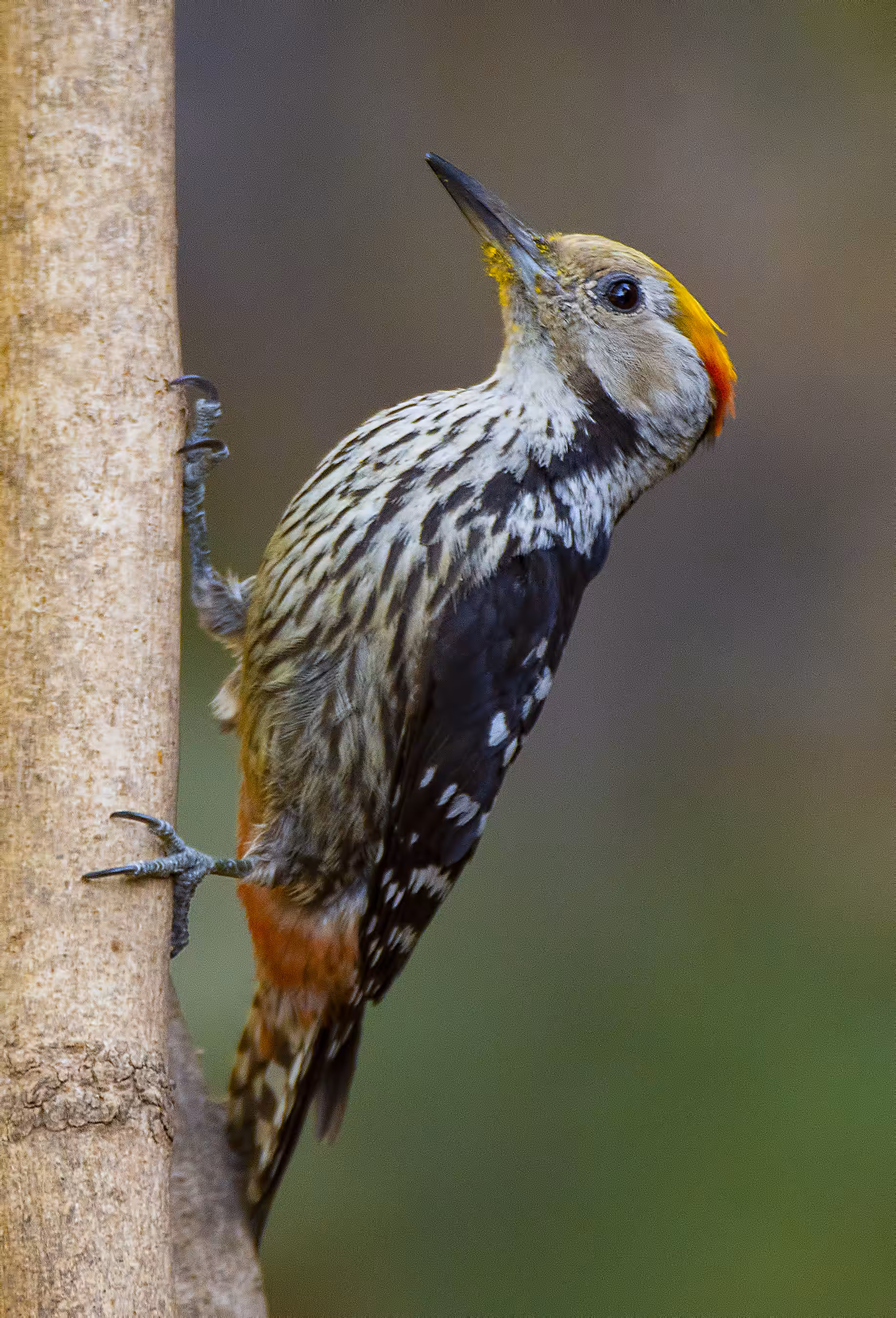 The Happy Valley: Brown-fronted woodpecker