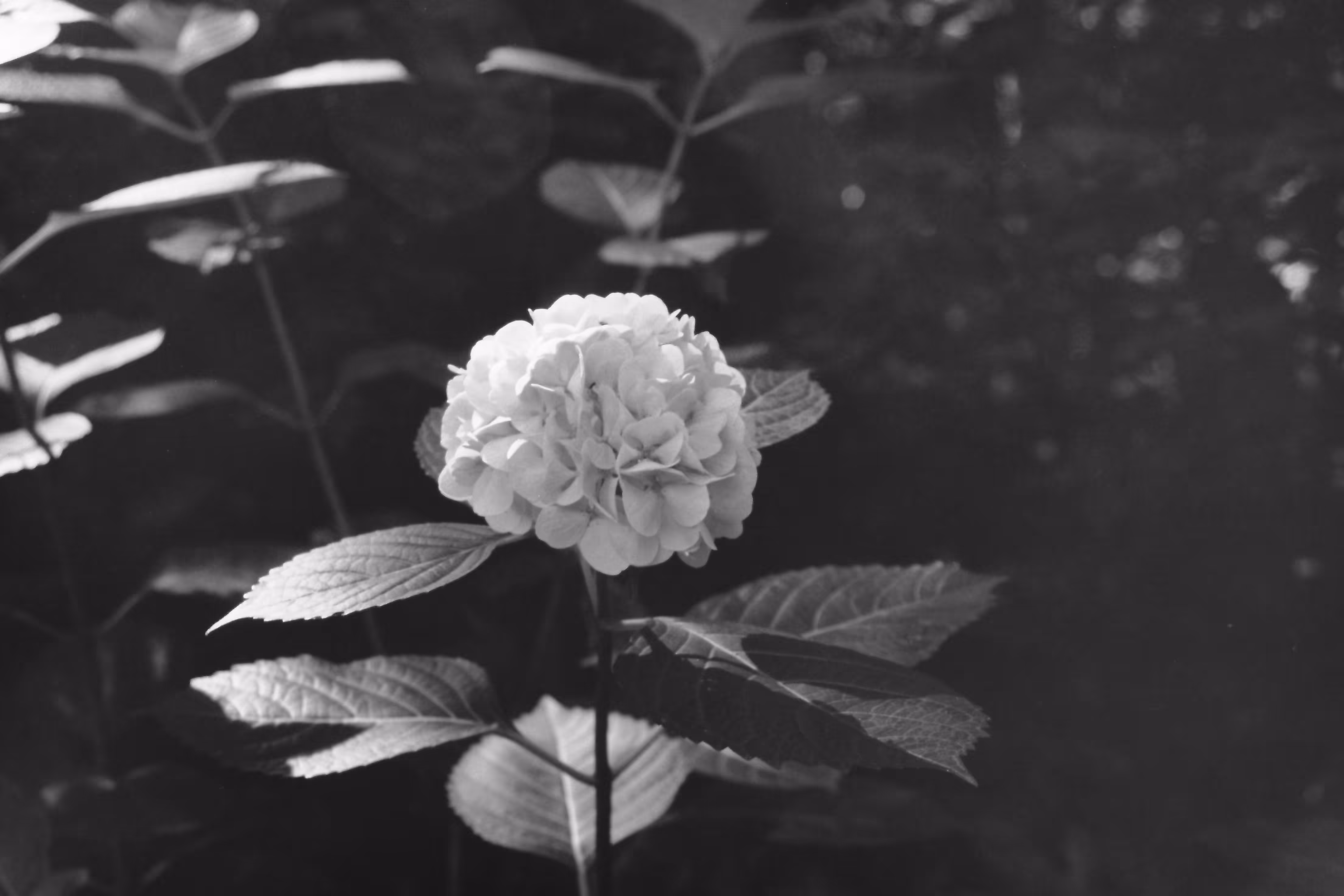 Heaven Series: The World of Film - Beautiful World