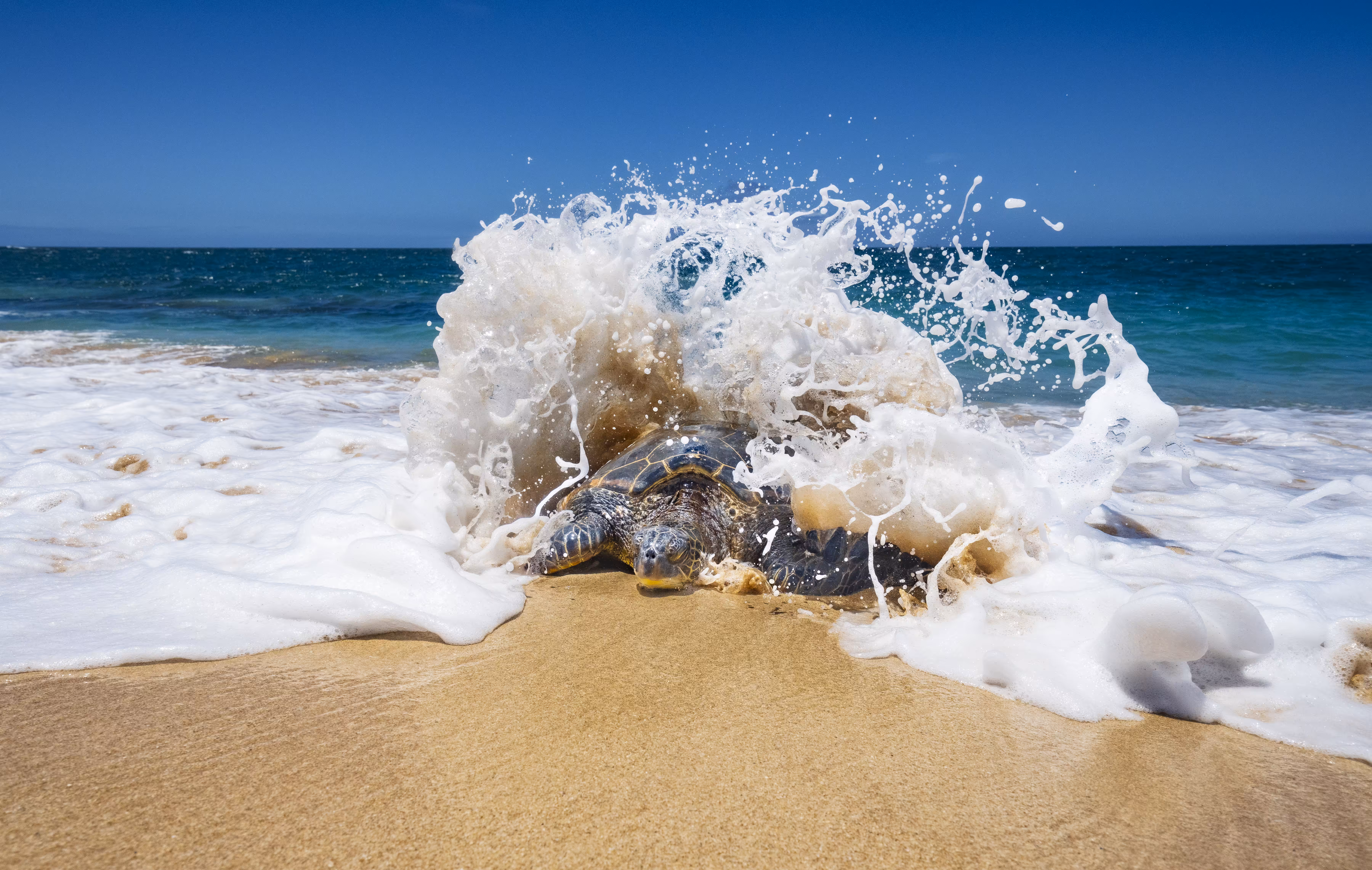 Honu Sunshine