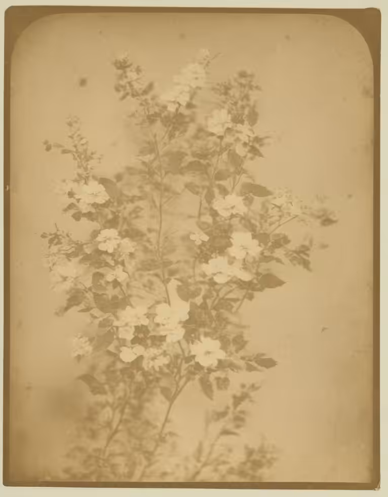 Annual Honesty, Calotype, Salted Paper Print (mounted on card), 1845