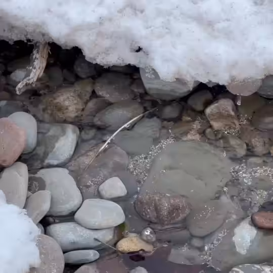 Northern Drip #8