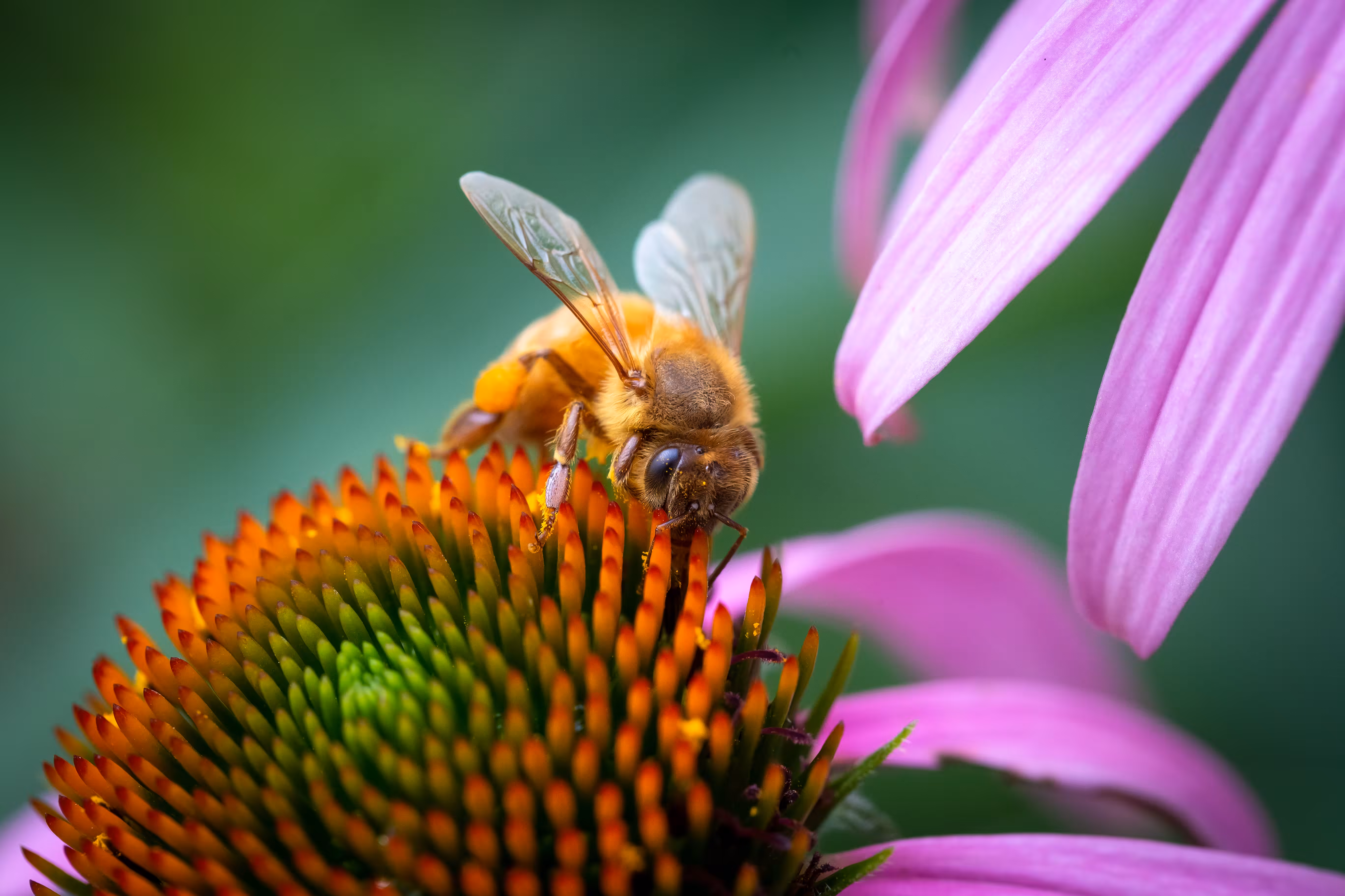 Gatherer