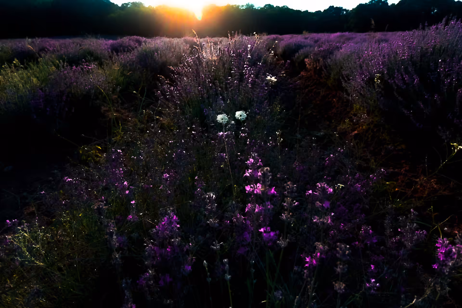 "Lavender at Sunset" 