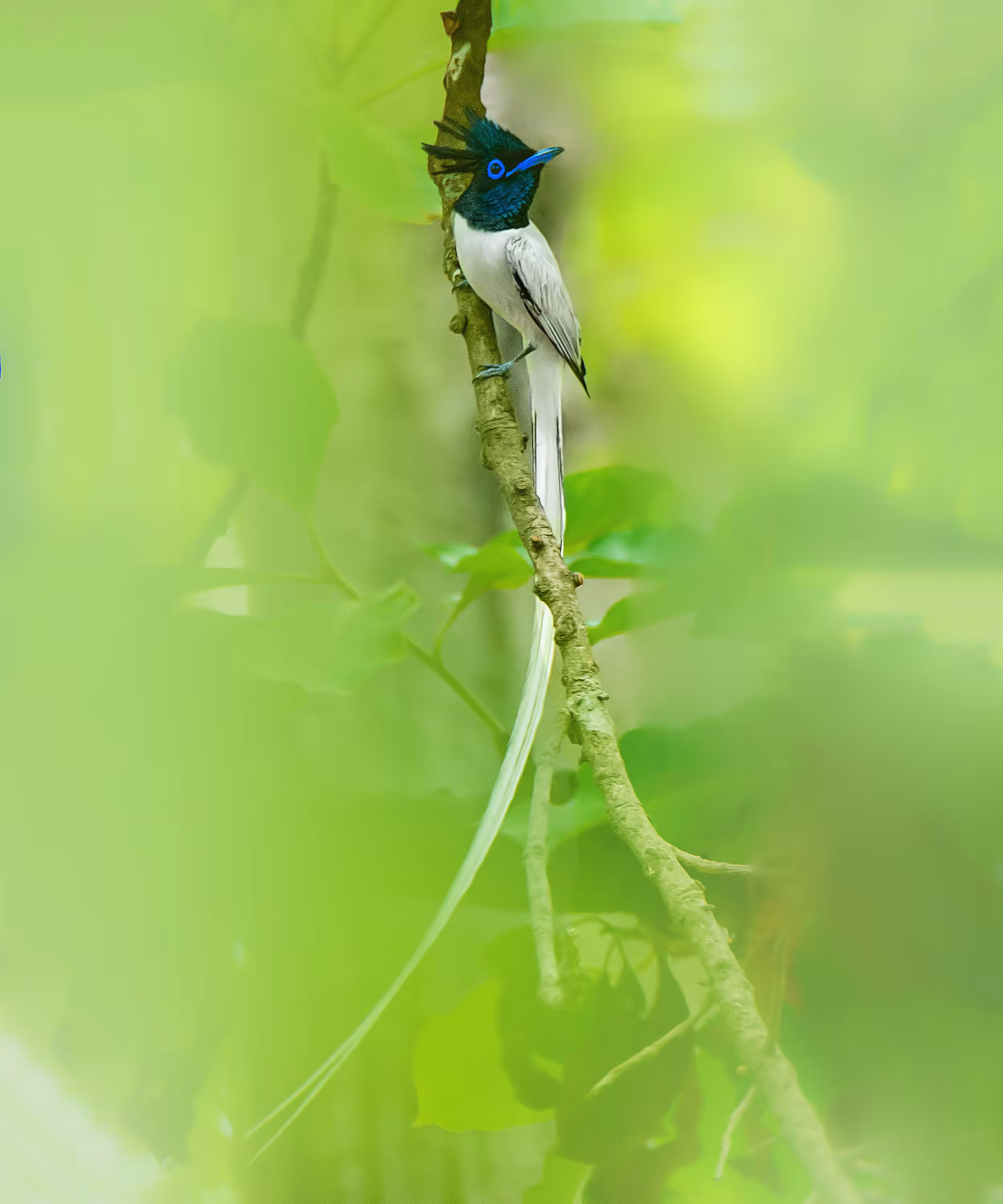 Wings of India: Indian Paradise Flycatcher #3