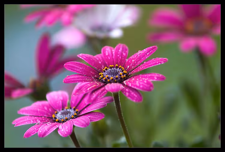 pink flower