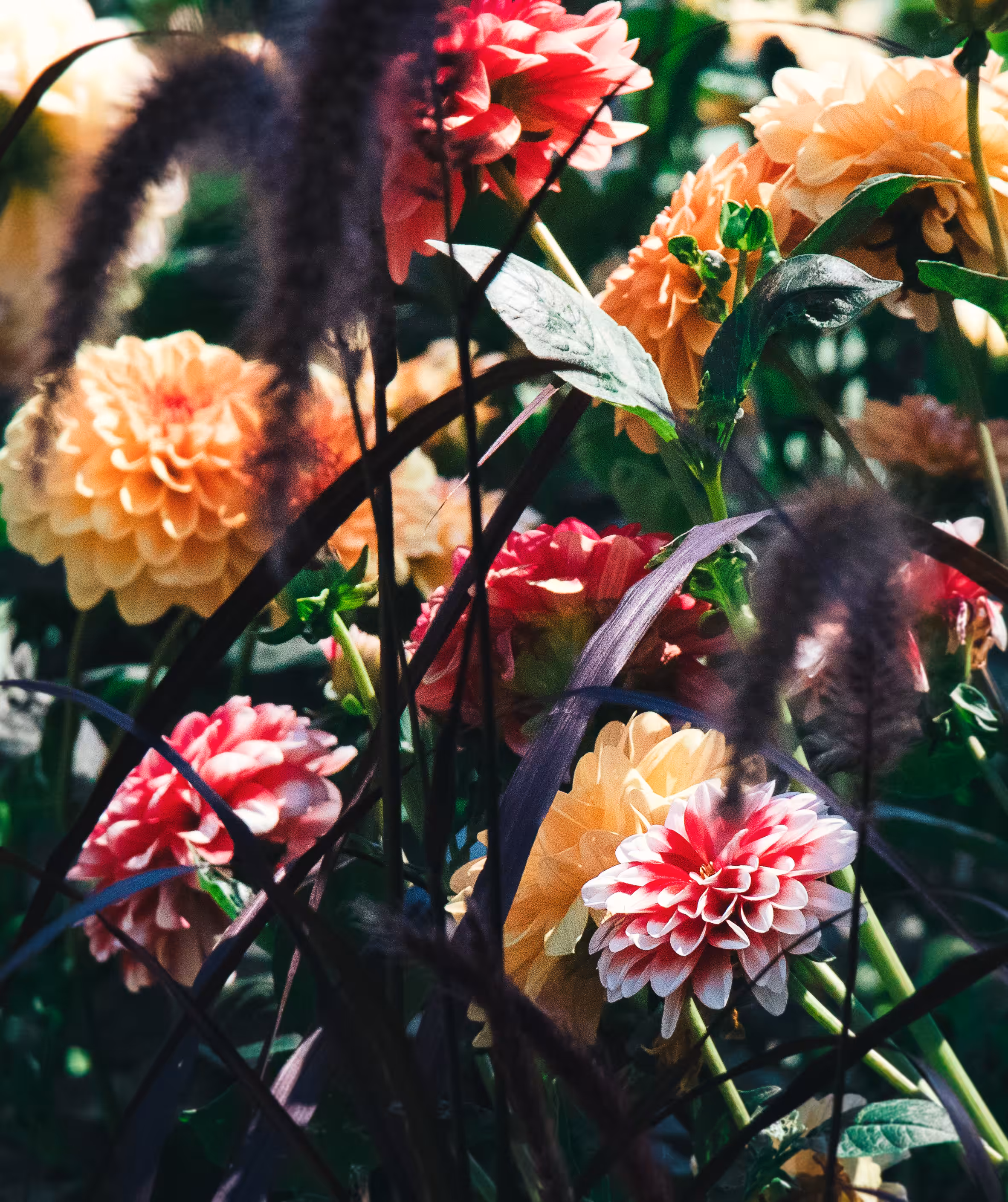 Intertwined Flowers in the Little Garden
