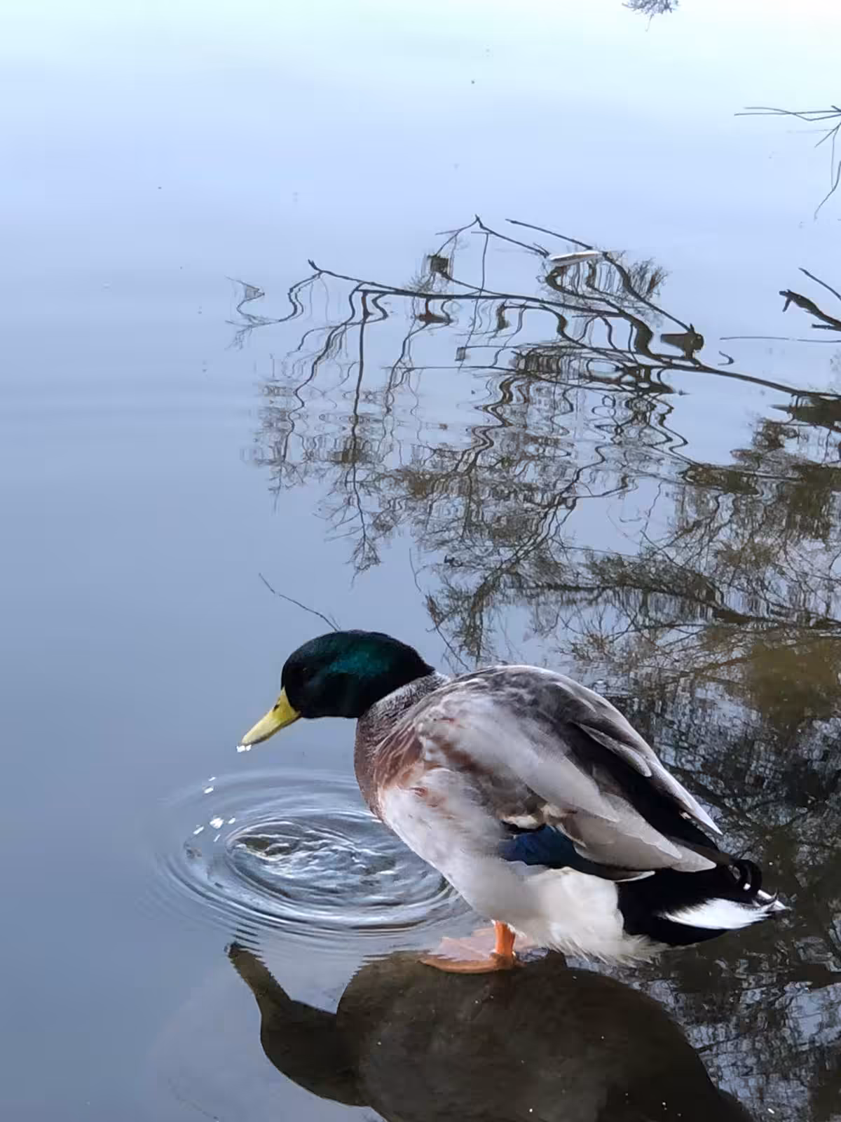 Duck by bat-ya