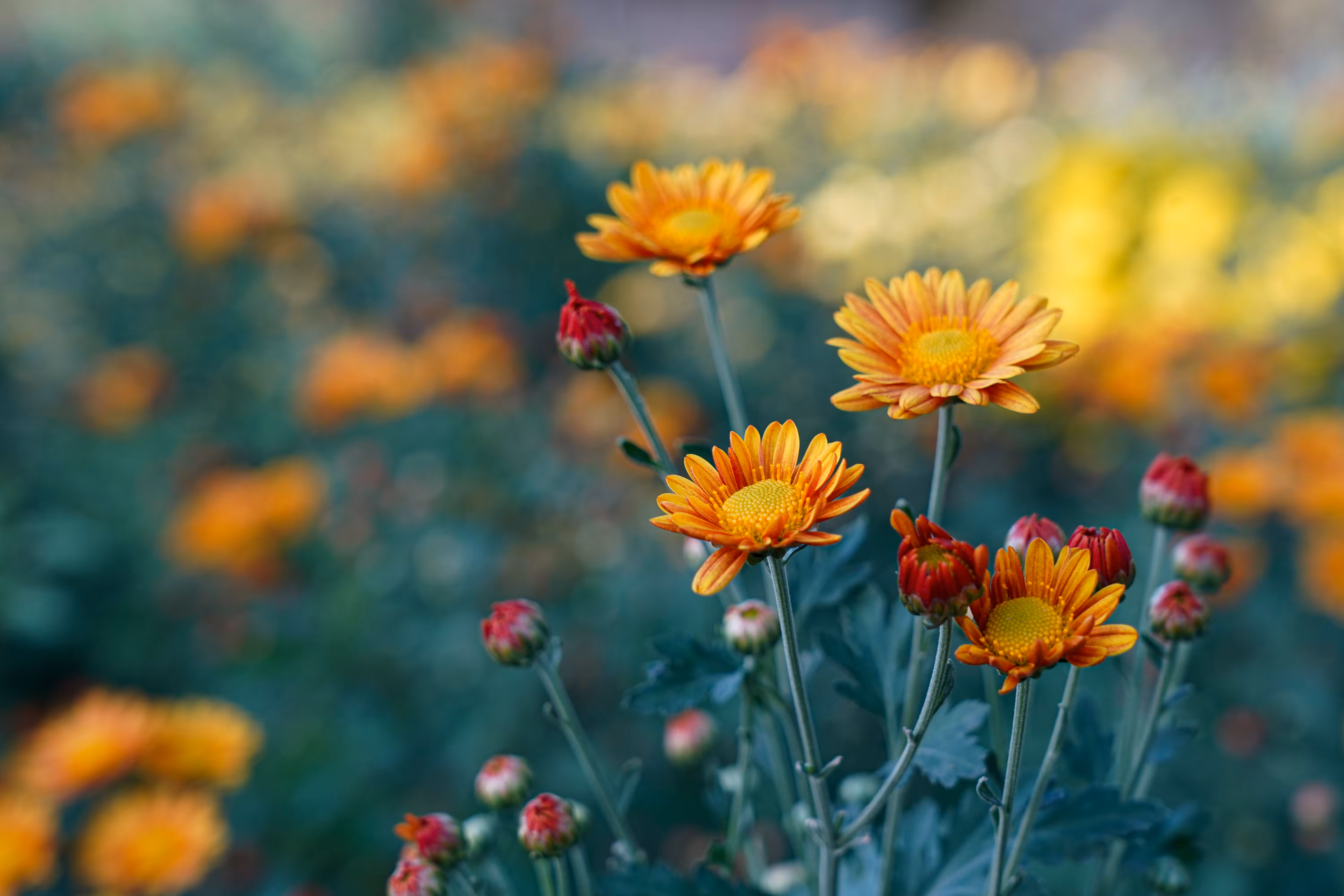 flowers: Song of the Sun