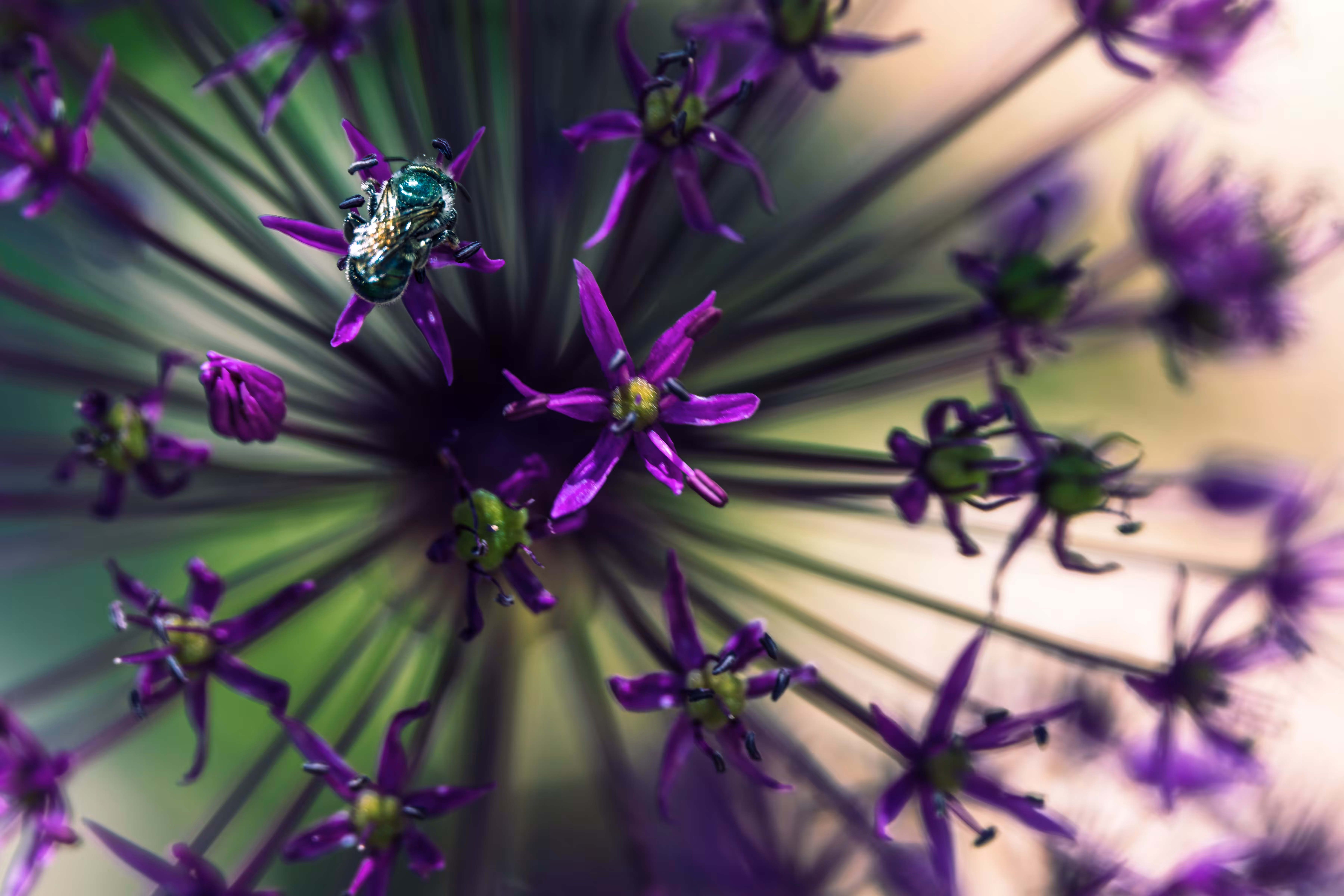 Blue Fly