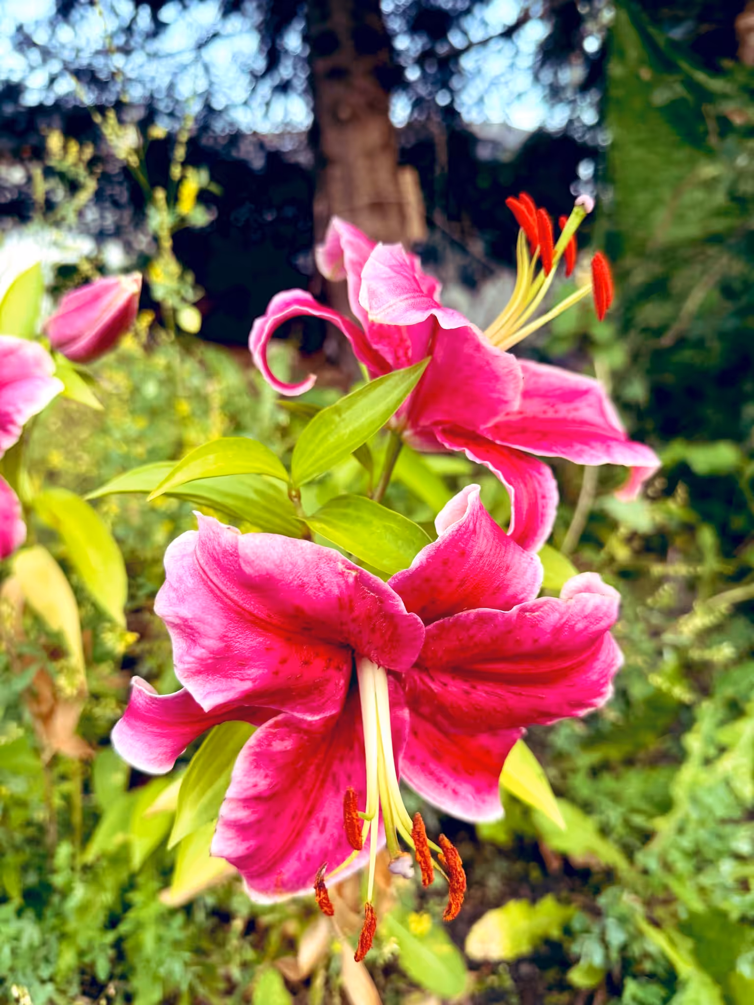 Photography: Summer Bloom – Stargazer Lily