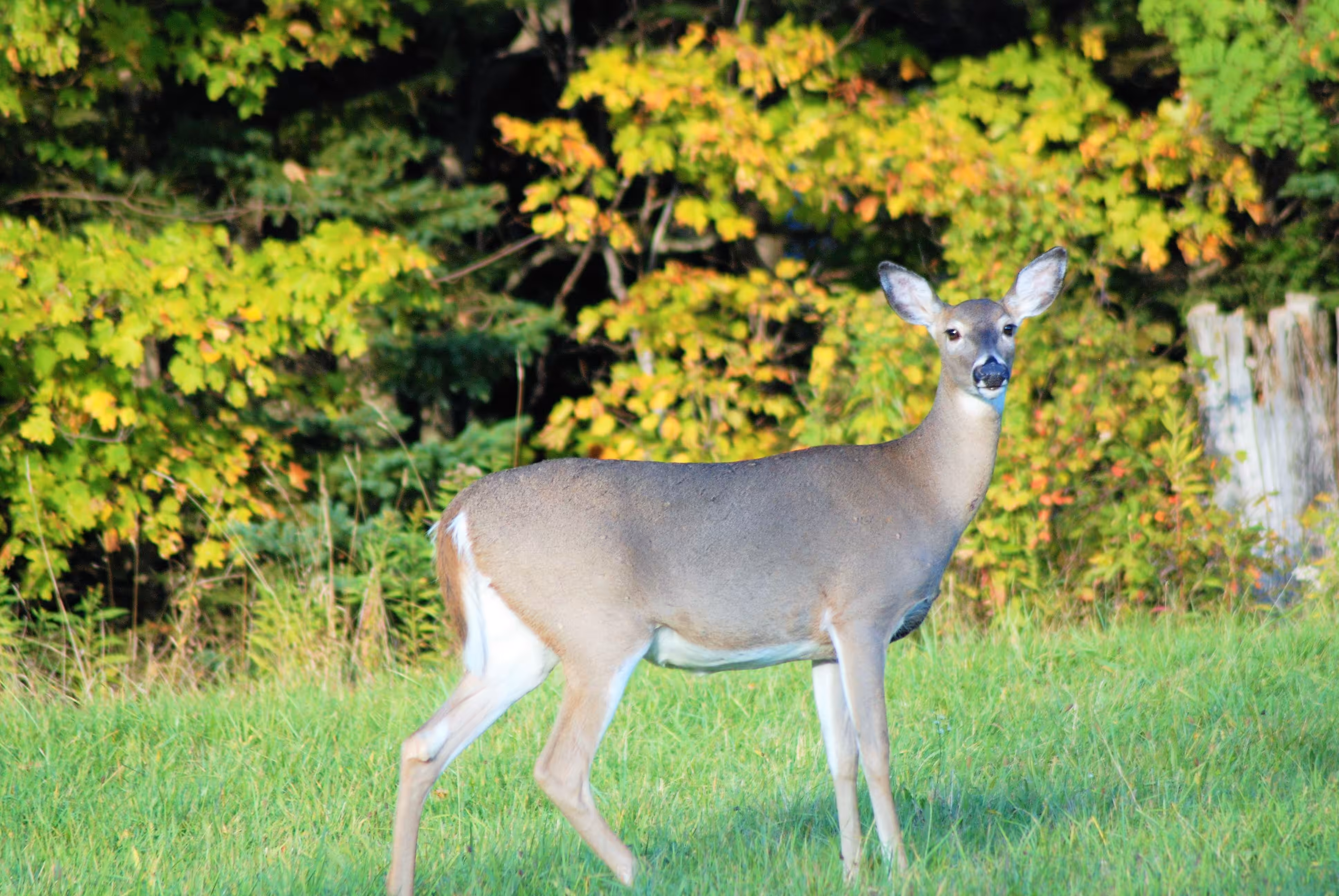 Deer