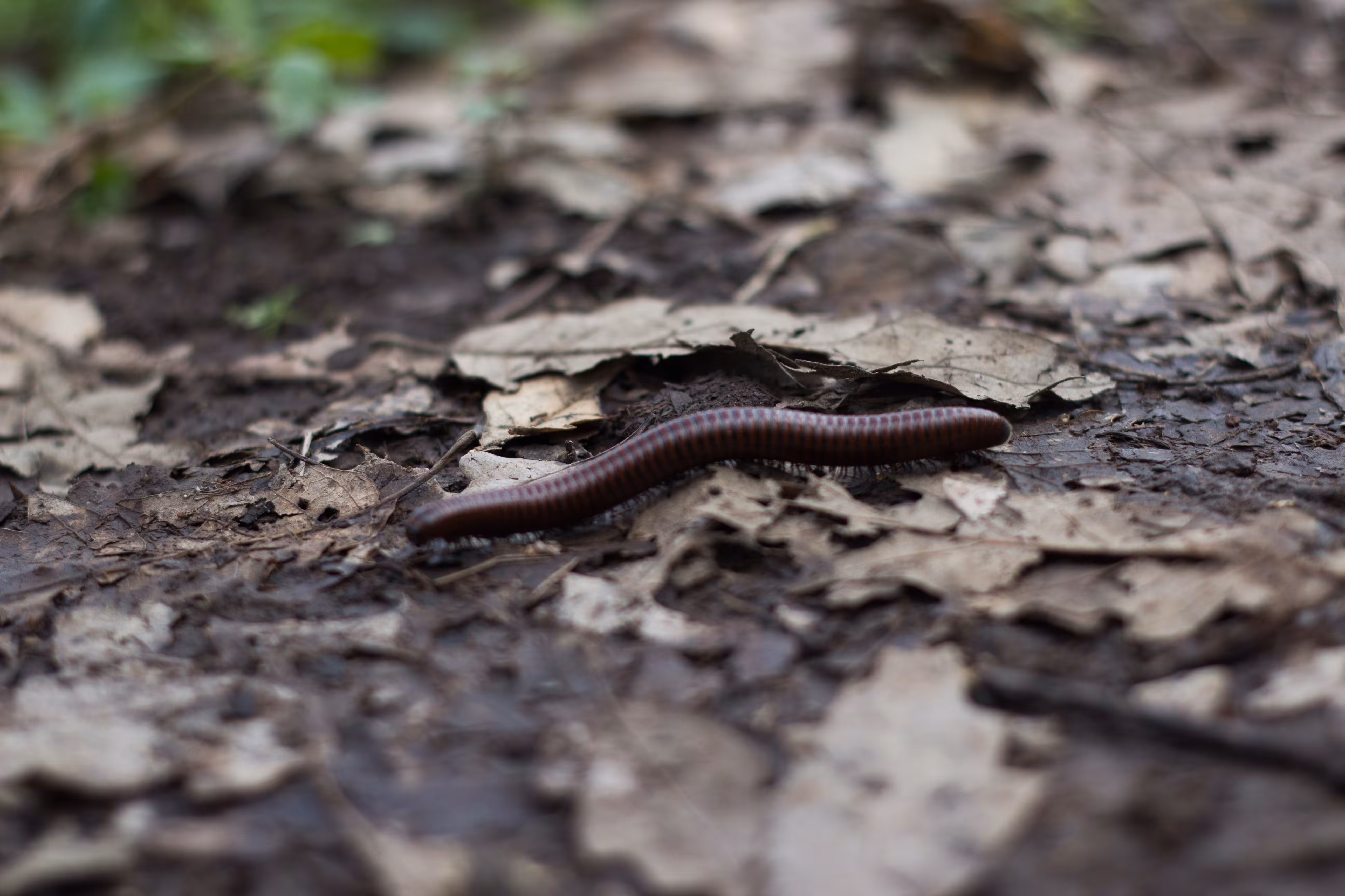 centipede
