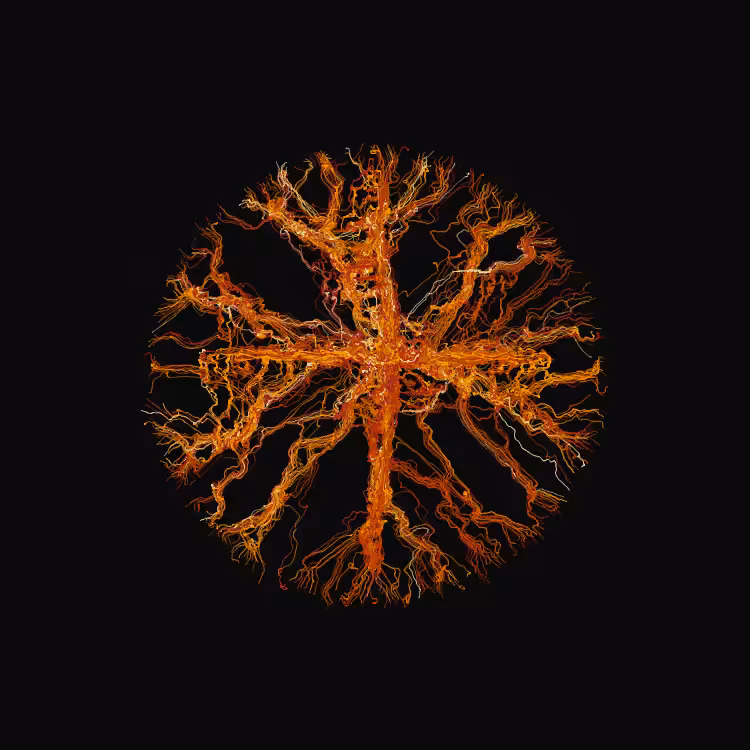 Ginseng #21