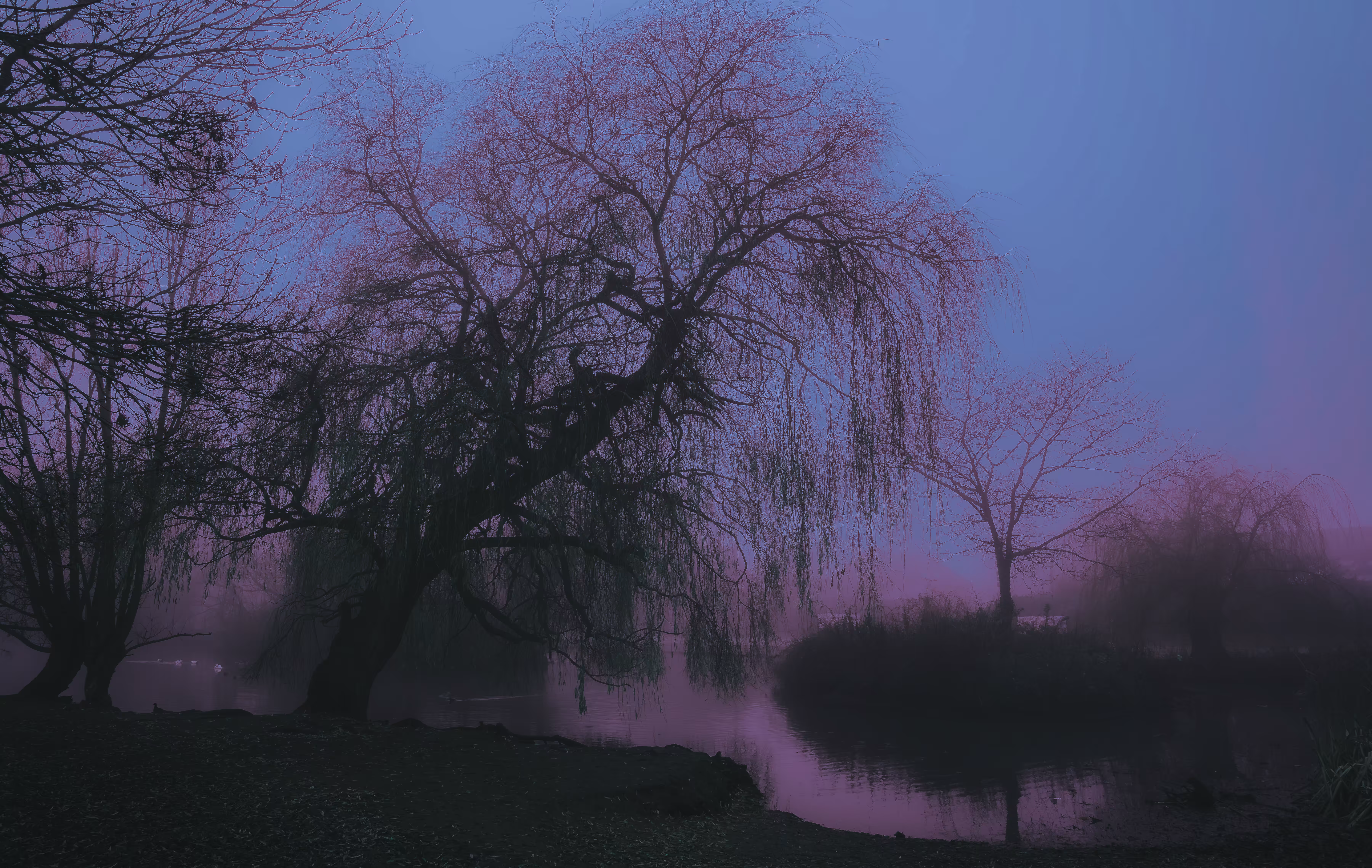purple vision 