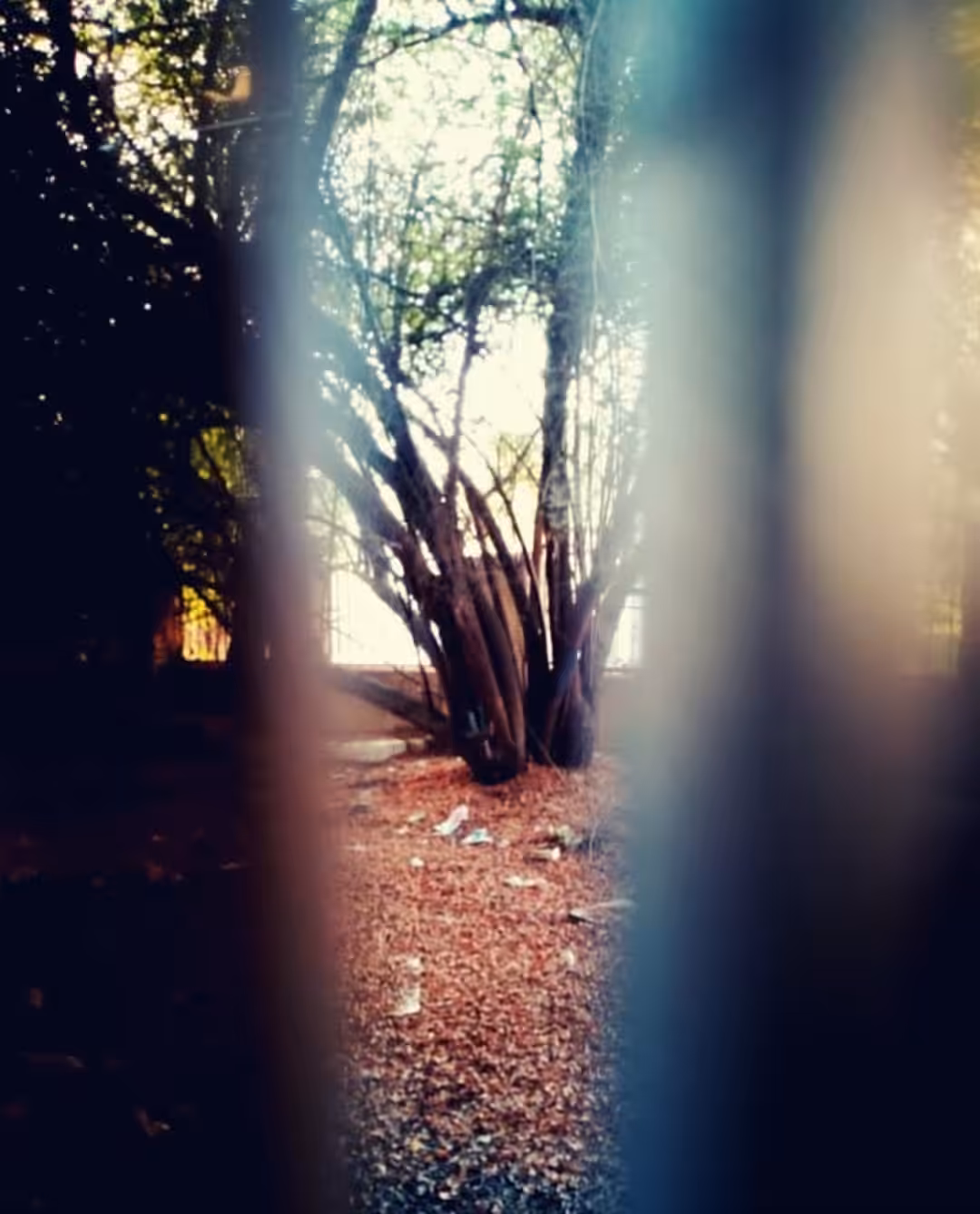 Lonely Tree 